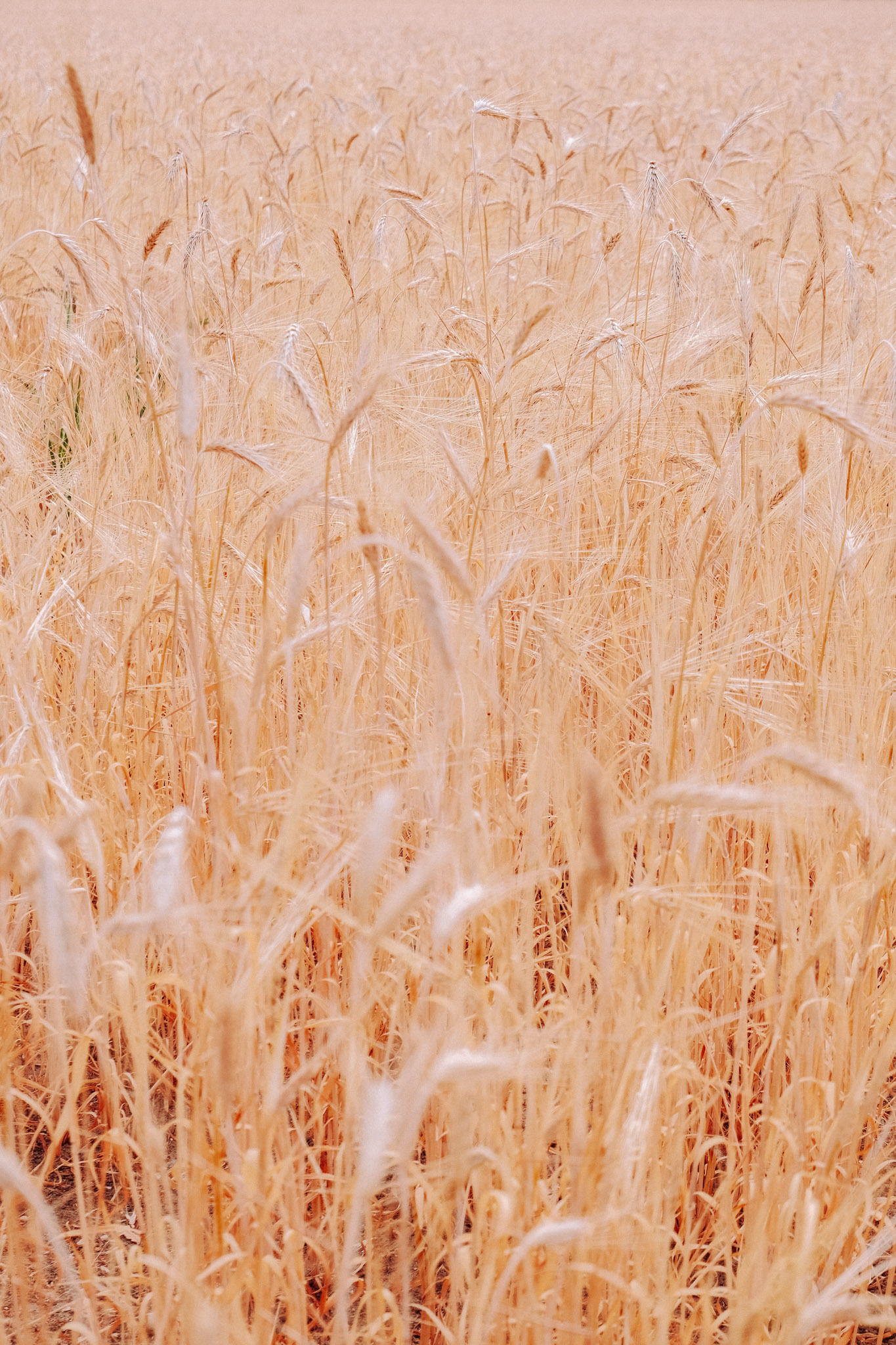 Close-up view of golden wheat field under soft lighting.