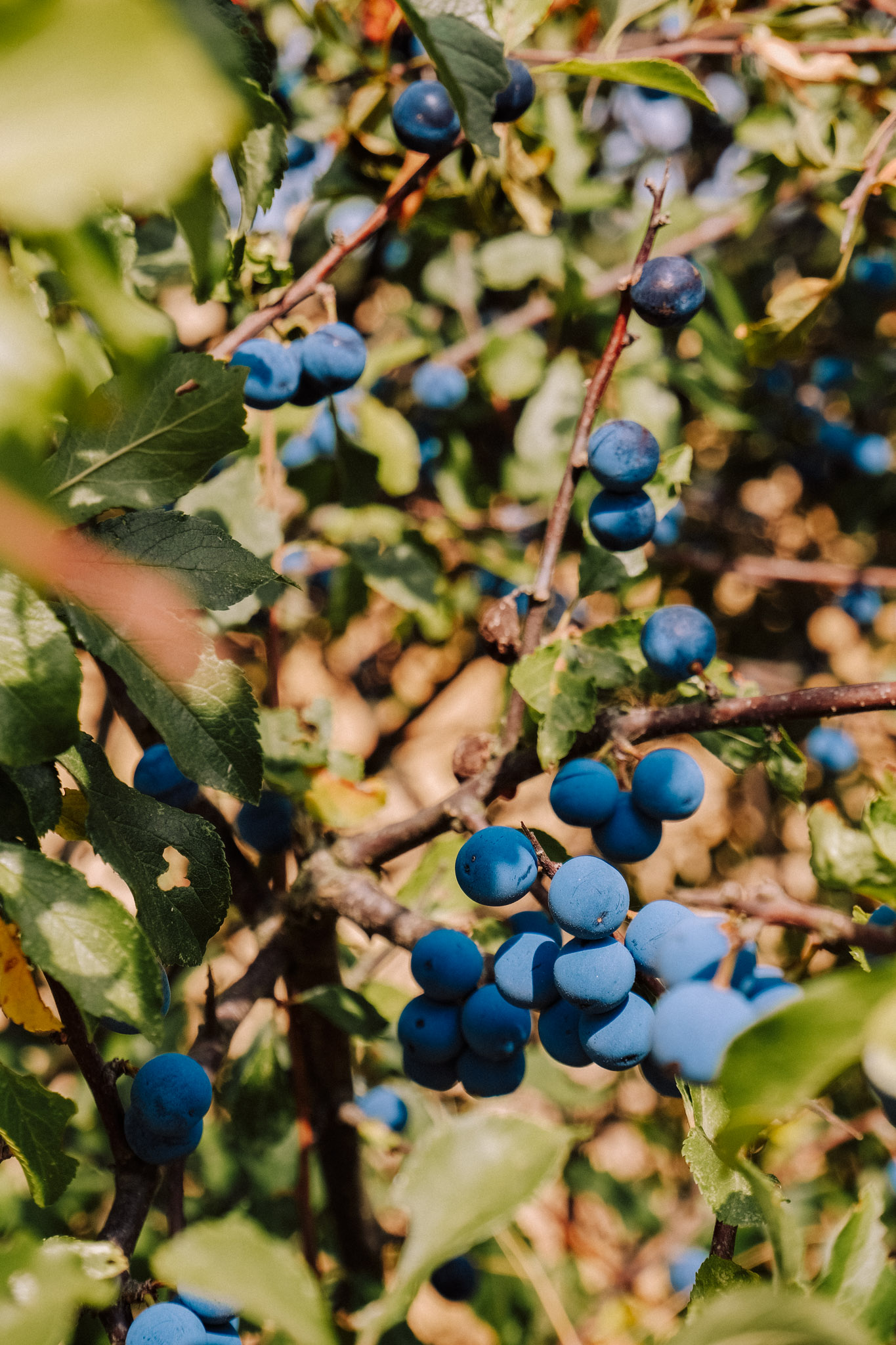 Close-up of blue fruits growing on a bush surrounded by green leaves