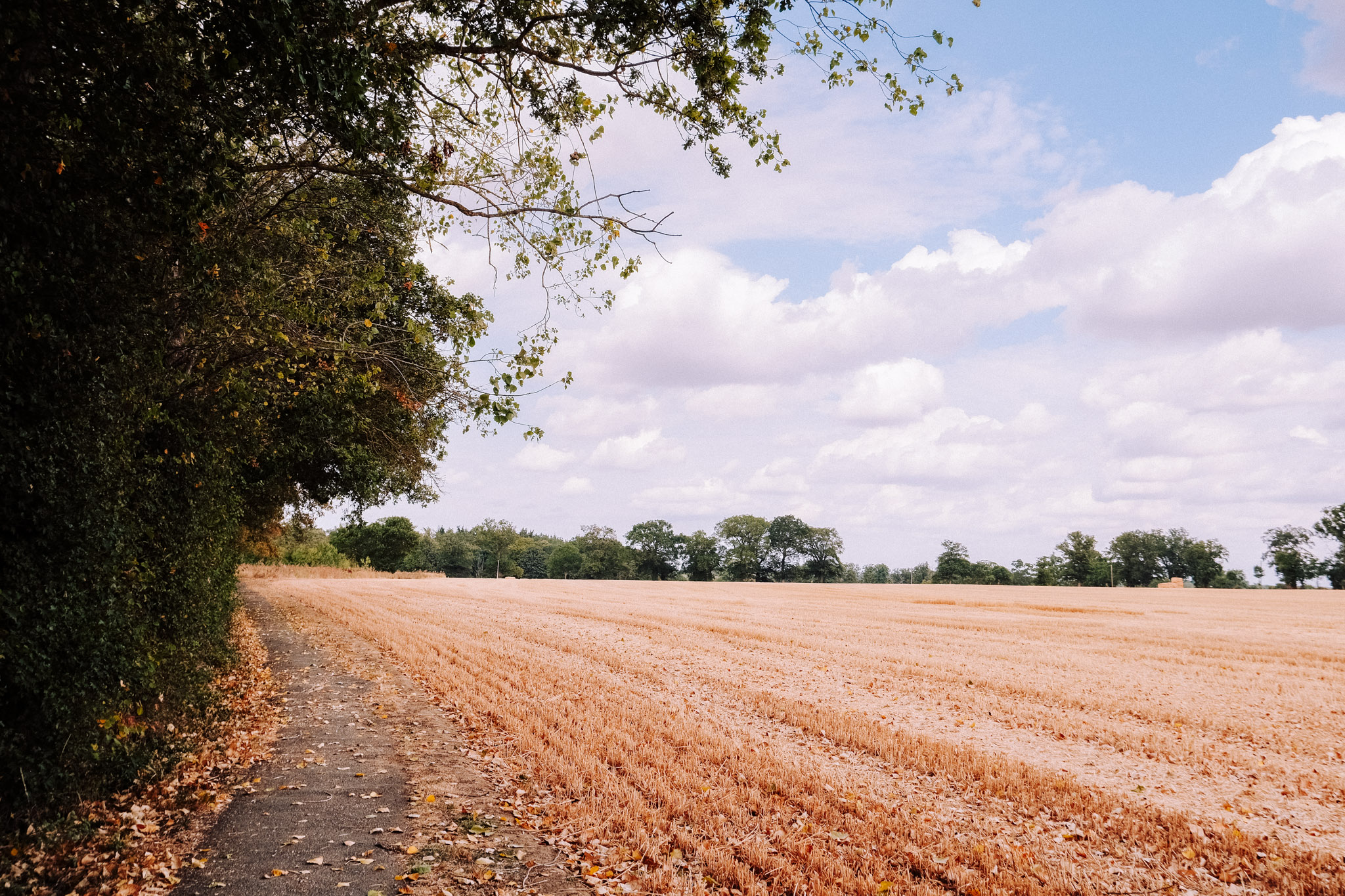 A scenic rural pathway lined with trees, leading through a golden harvested field under a partly cloudy sky.