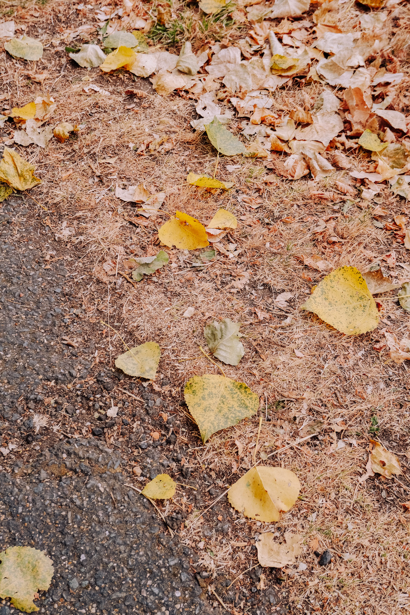 Scattered yellow and brown autumn leaves on dry grass beside a gravel path.