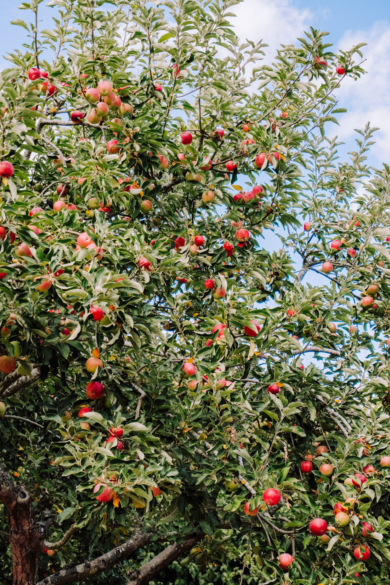 An apple tree laden with ripe red and green apples against a bright sky.