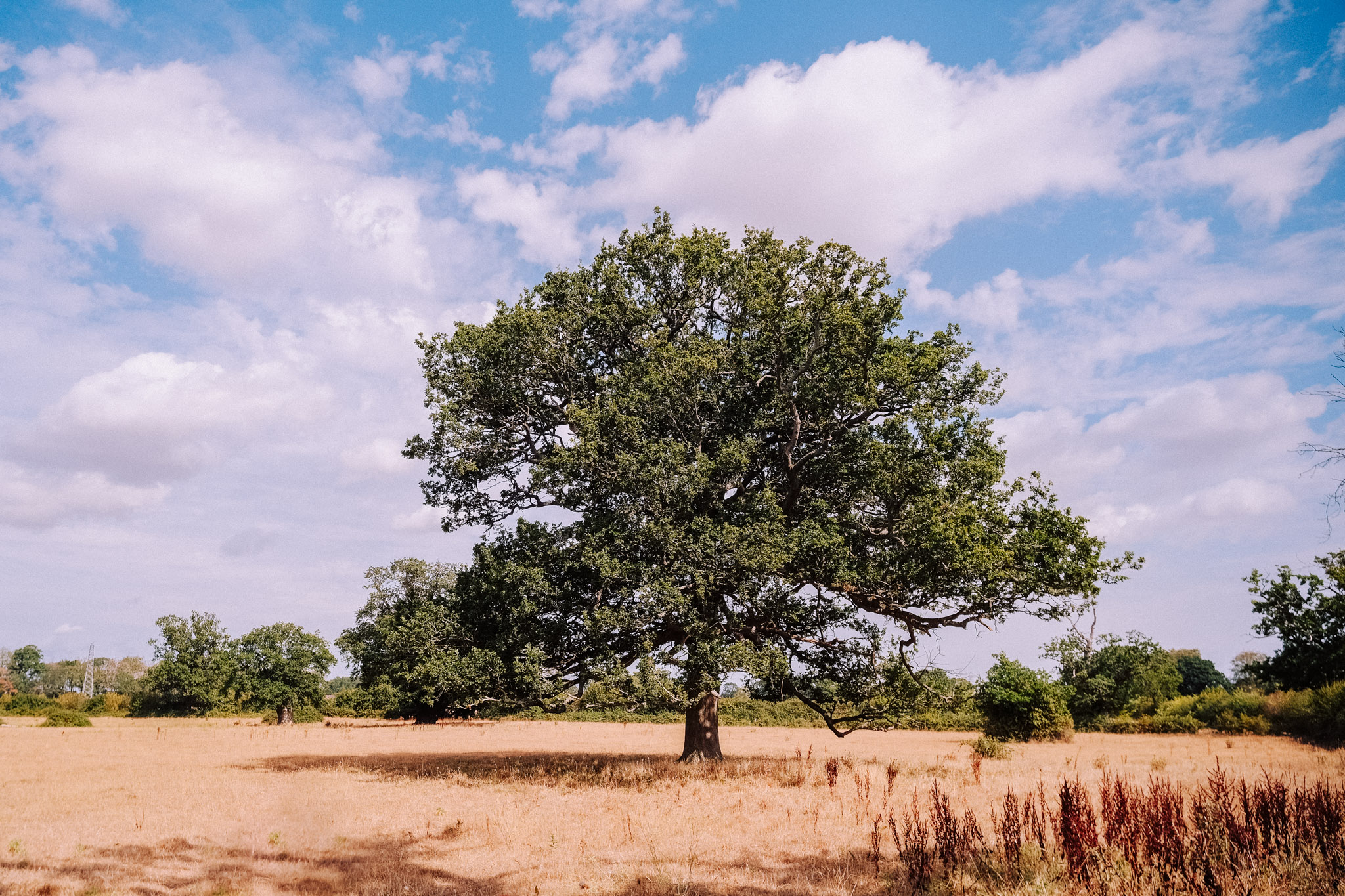 A large tree with a broad canopy standing alone in a grassy field under a blue sky with scattered clouds.
