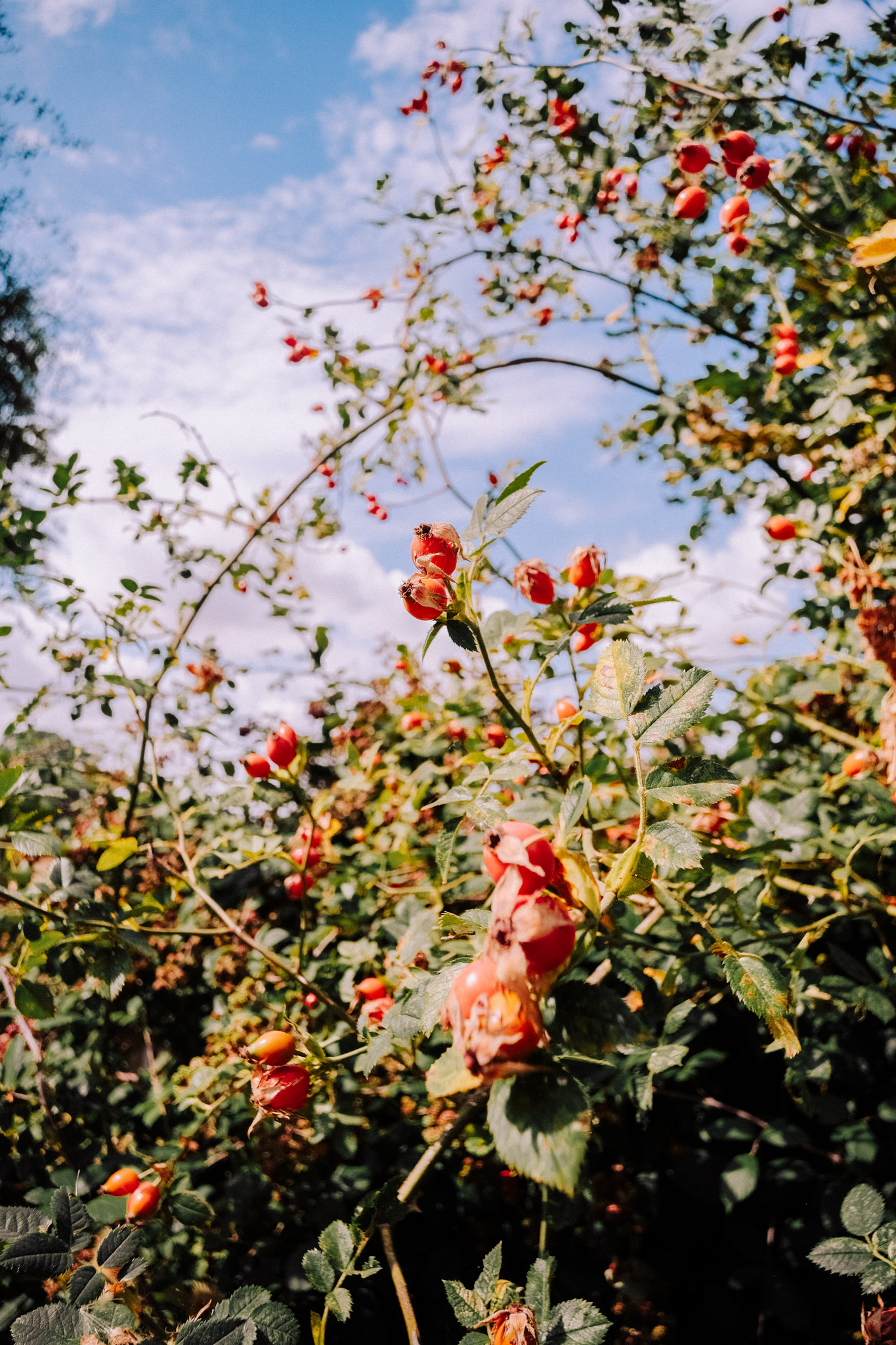 Bush covered in bright red rose buds against a blue sky with scattered clouds.