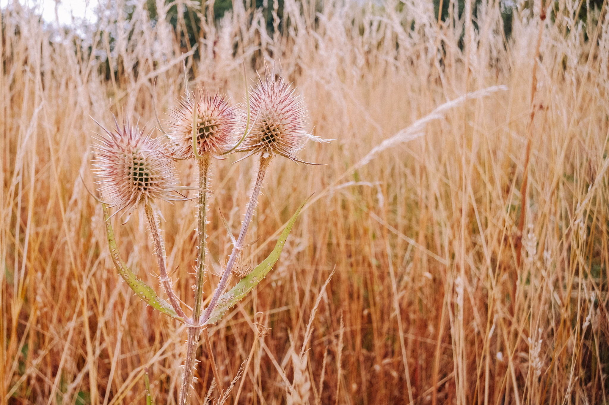 Close-up of a spiky thistle plant with three flower heads, set against a background of tall, golden grasses.