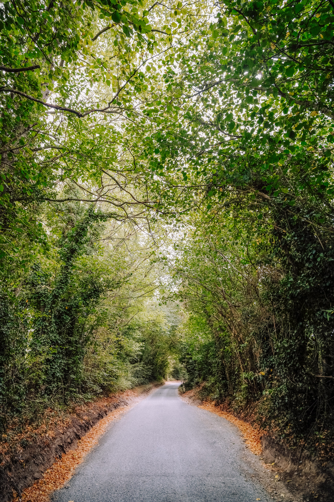 A narrow, winding road surrounded by lush green trees and foliage, with a few fallen leaves along the edges.