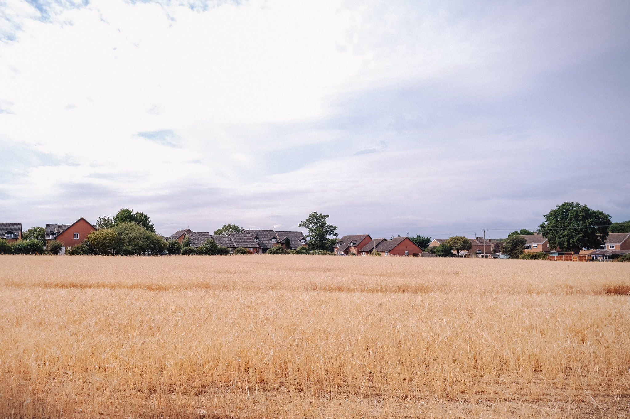 A golden field of wheat stretches across the foreground, with a row of modern houses in the background under a cloudy sky.