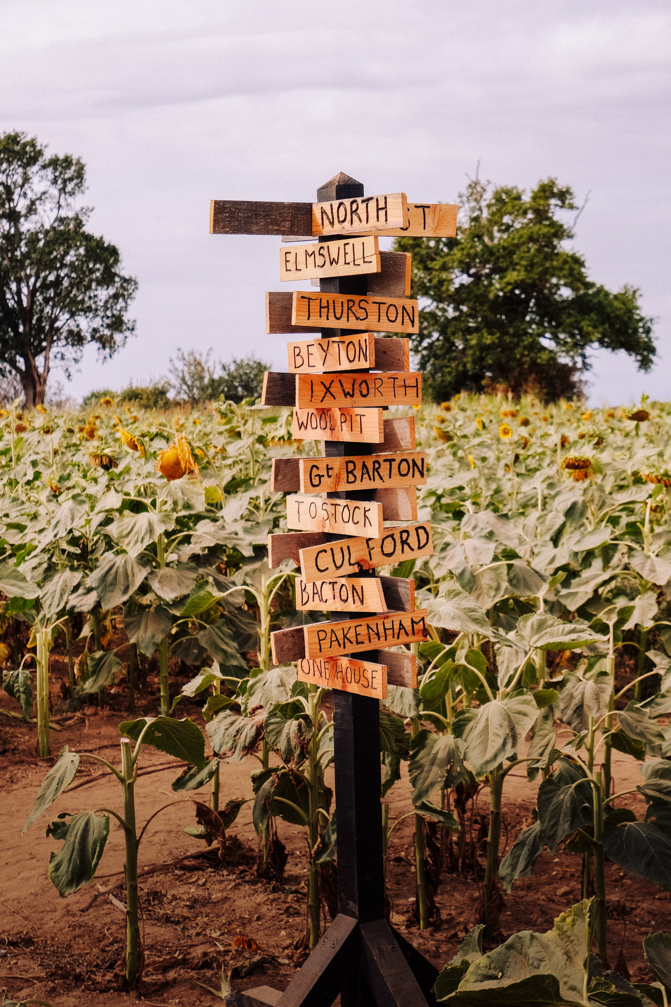 A wooden signpost with directions to various towns, surrounded by a field of sunflower plants.