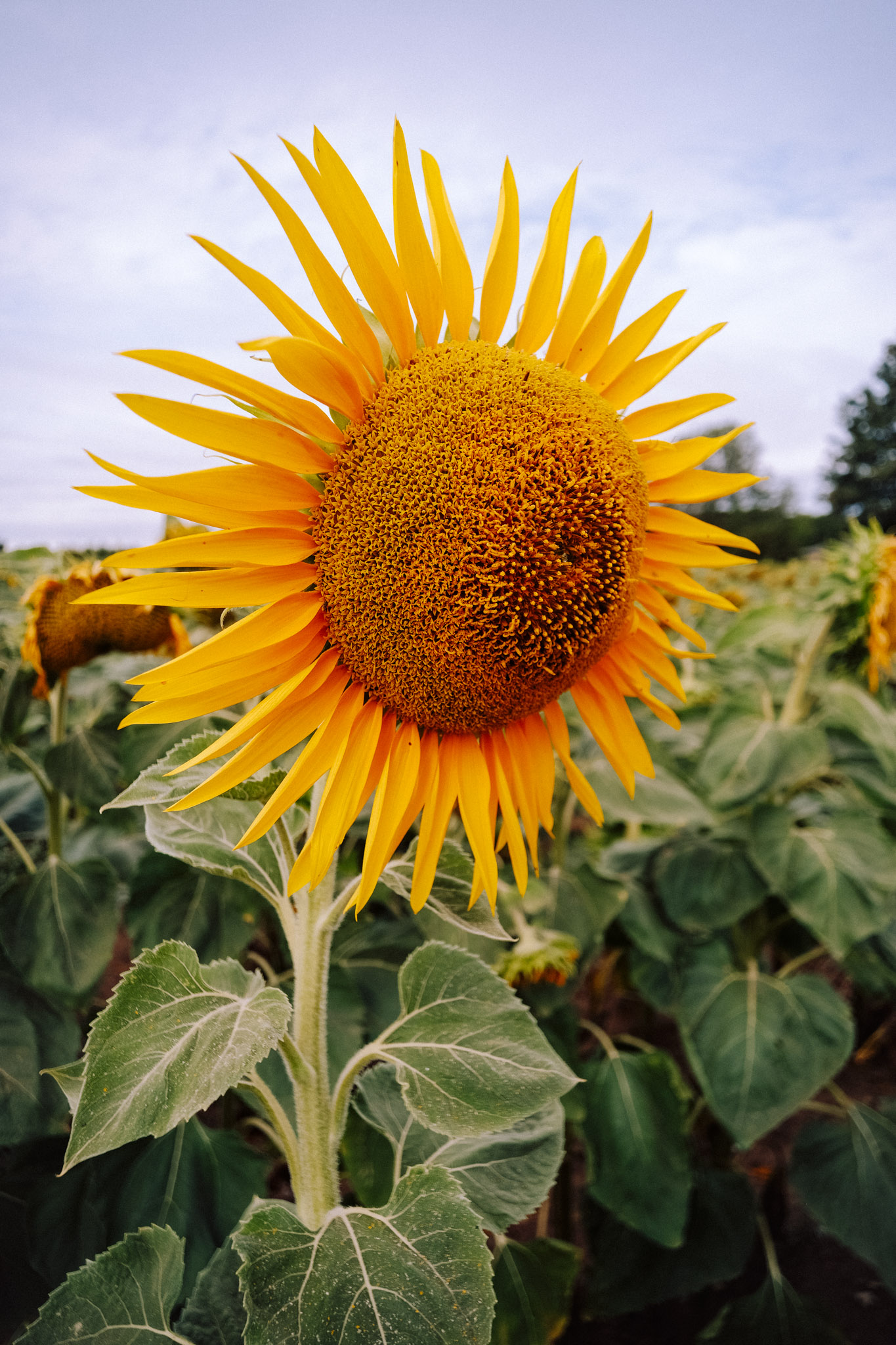 Close-up of a vibrant sunflower with bright yellow petals and a textured brown center, surrounded by green leaves and other sunflowers in a field.
