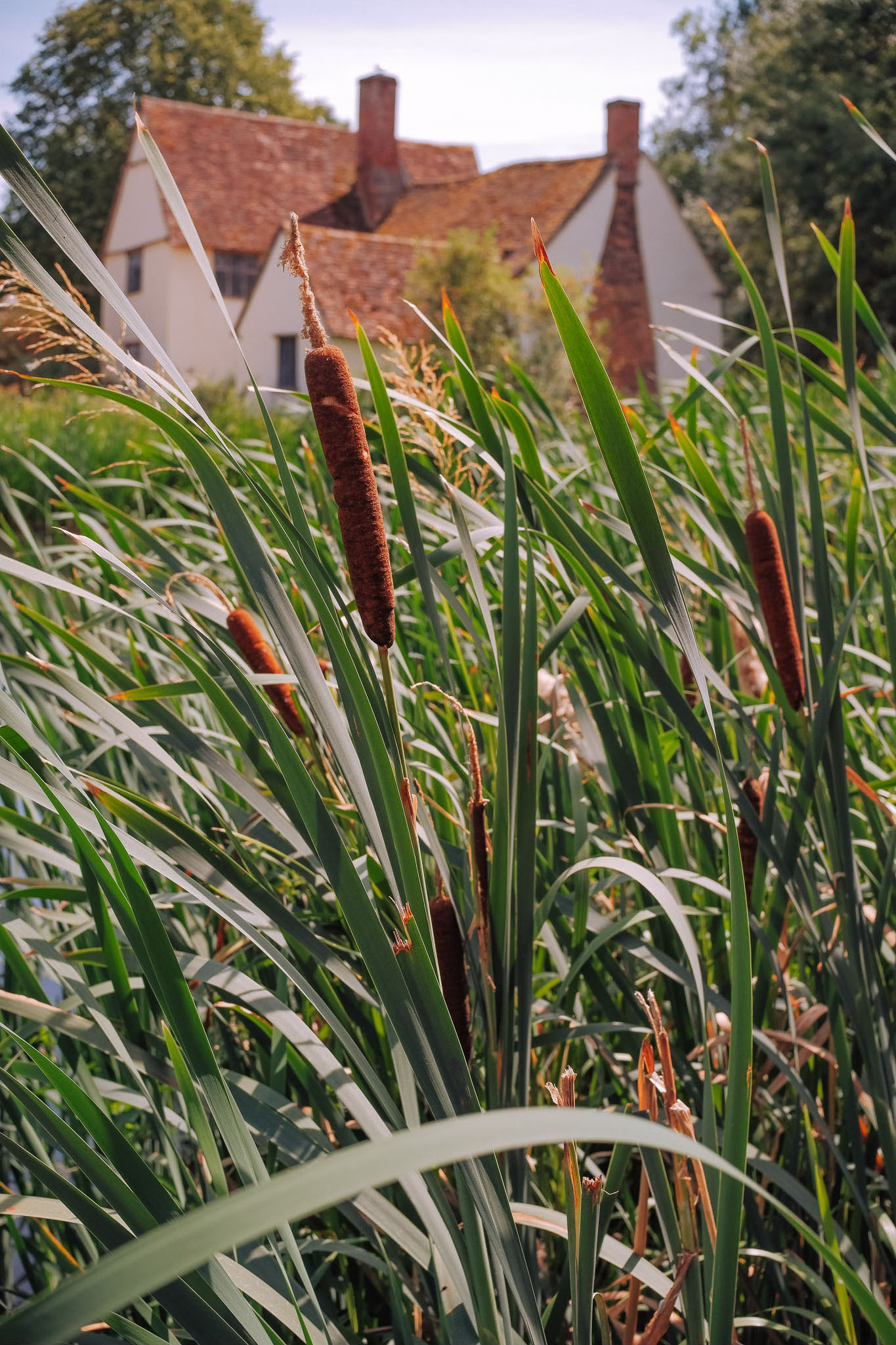 Tall green grass and cattails in the foreground with a rustic house in the background under a clear sky.