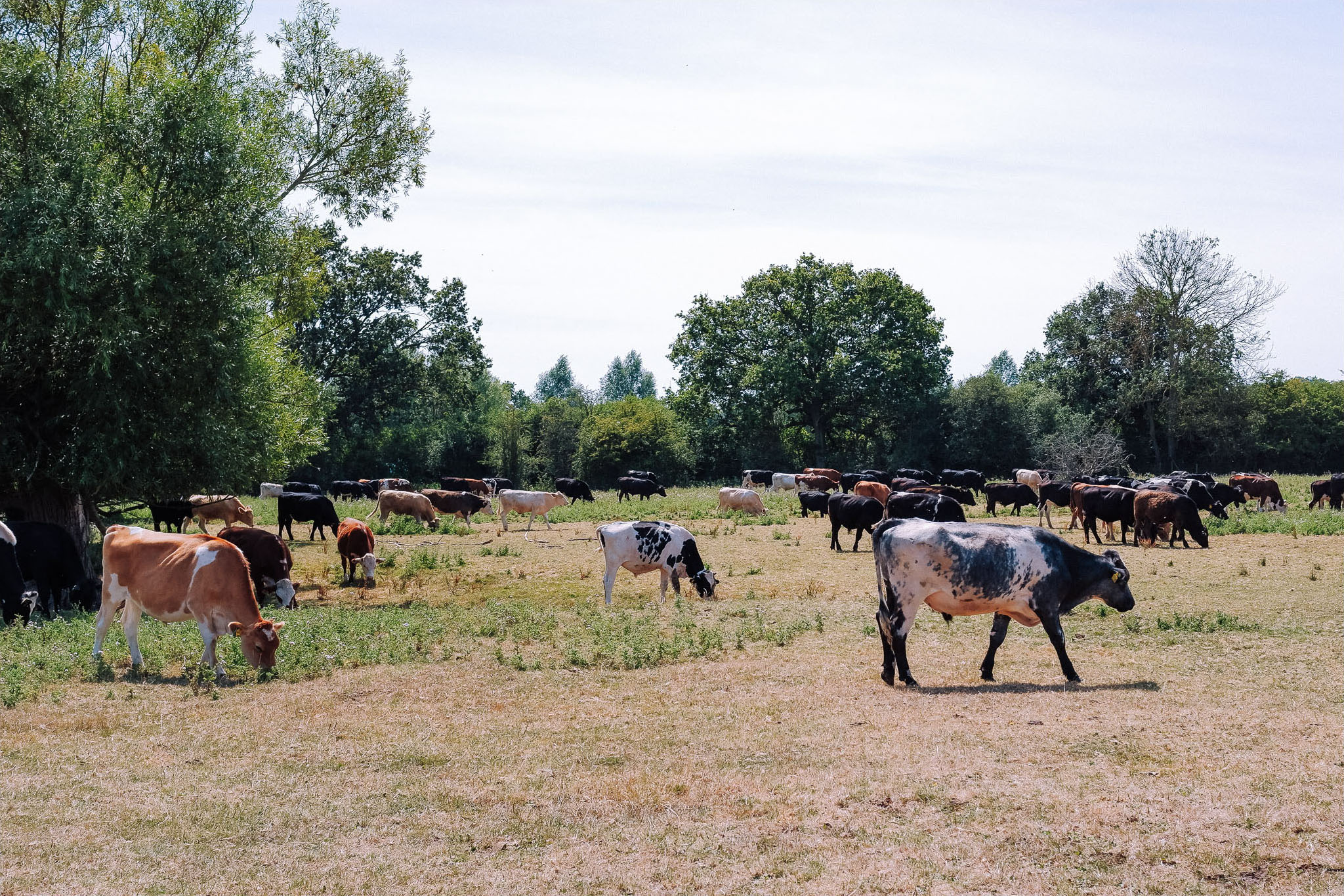 A herd of cows grazing in a green pasture under a clear sky.