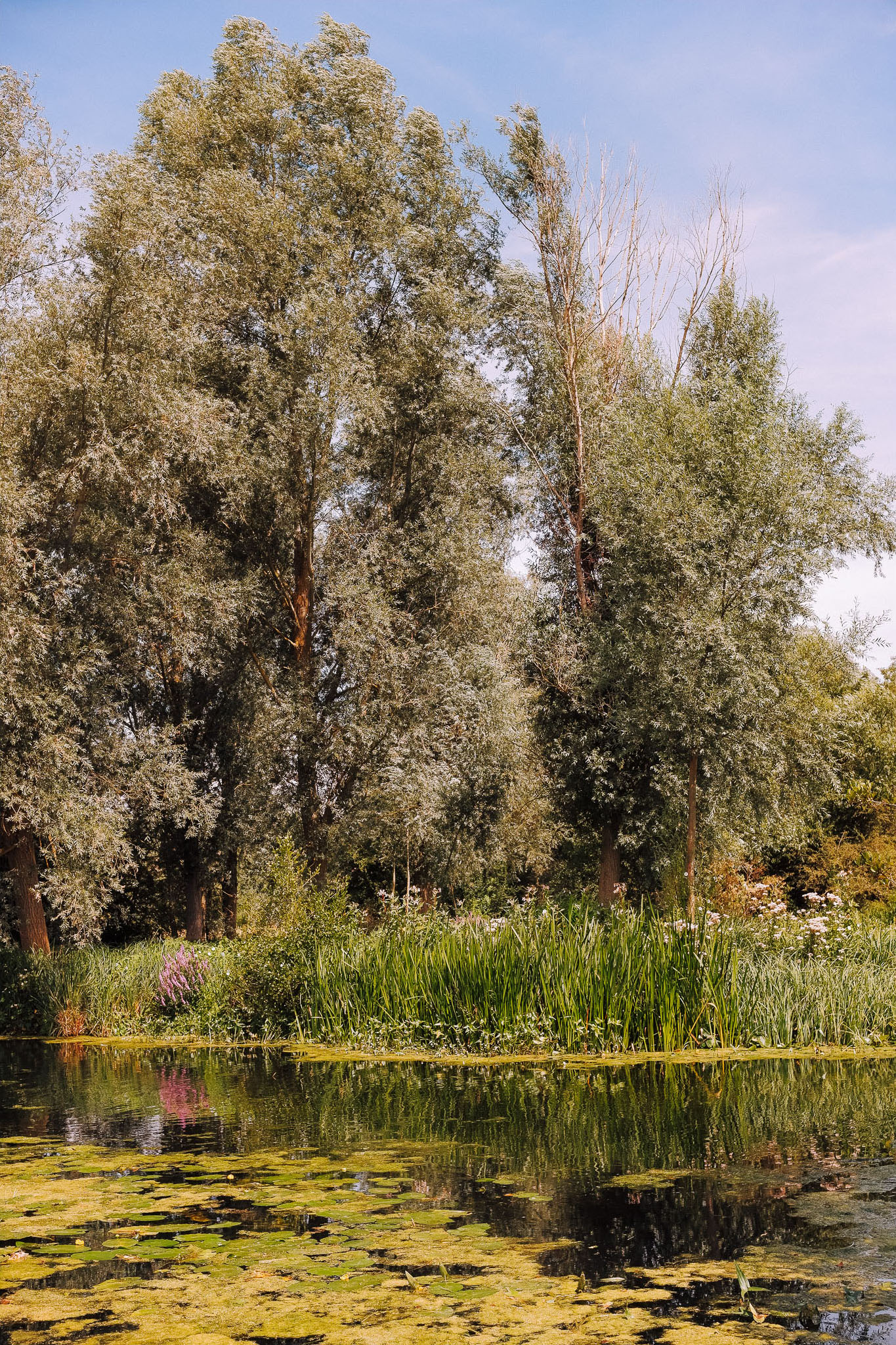 Lush greenery surrounding a tranquil pond with lily pads, reflecting tall trees and a clear blue sky.