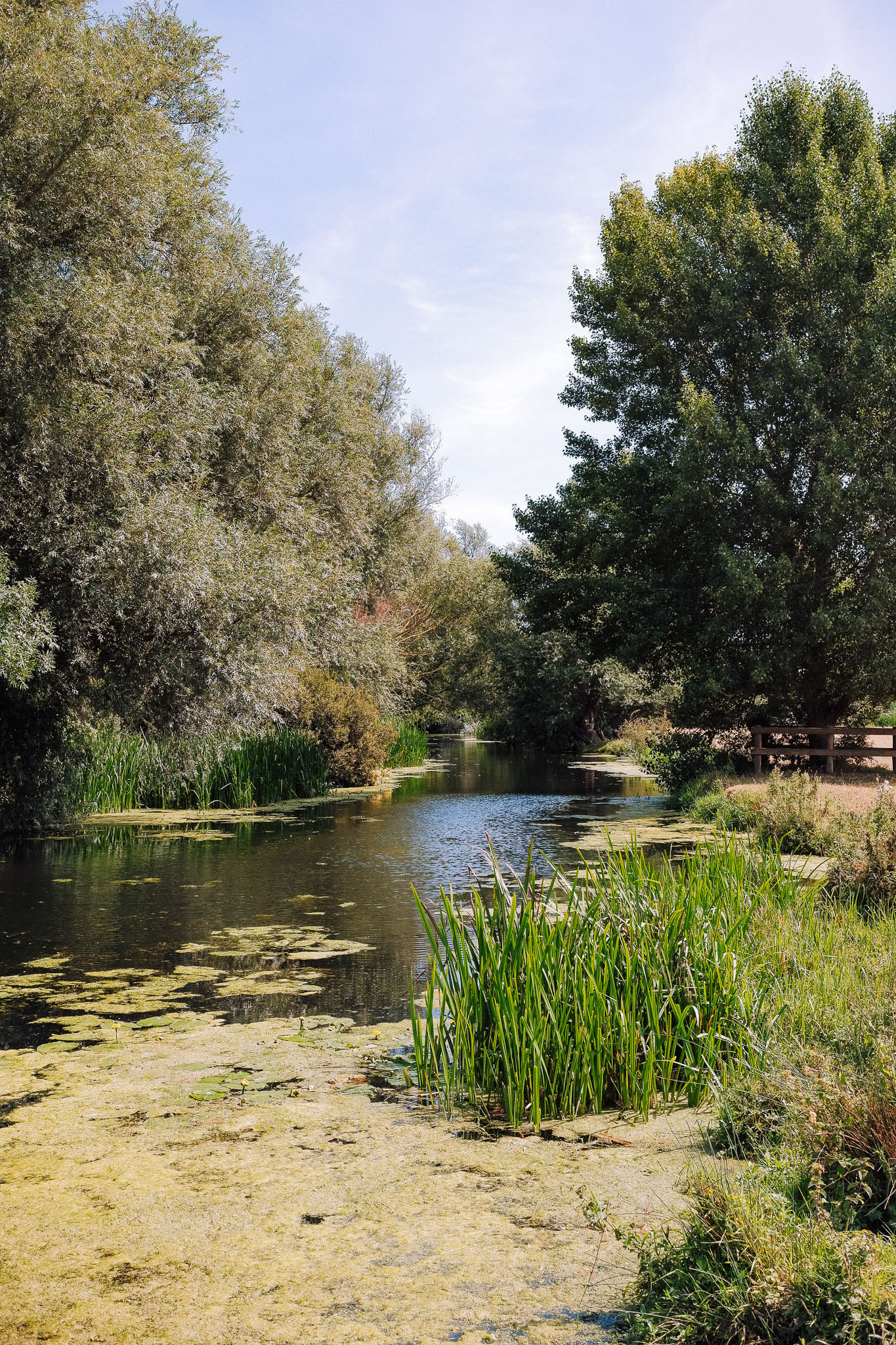 A serene river scene with lush greenery along the banks, reflecting trees in the calm water, and algae-covered patches.