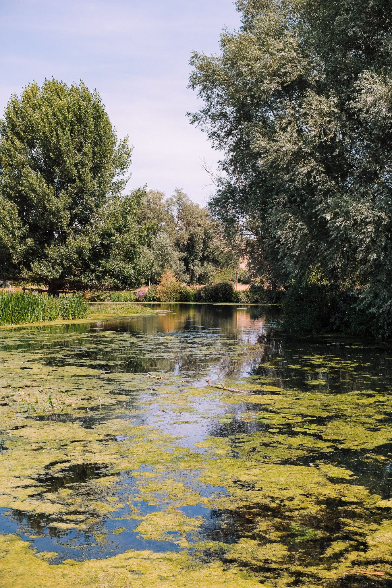 A peaceful natural landscape featuring a calm pond covered with green algae, surrounded by lush trees and shrubs under a clear sky.