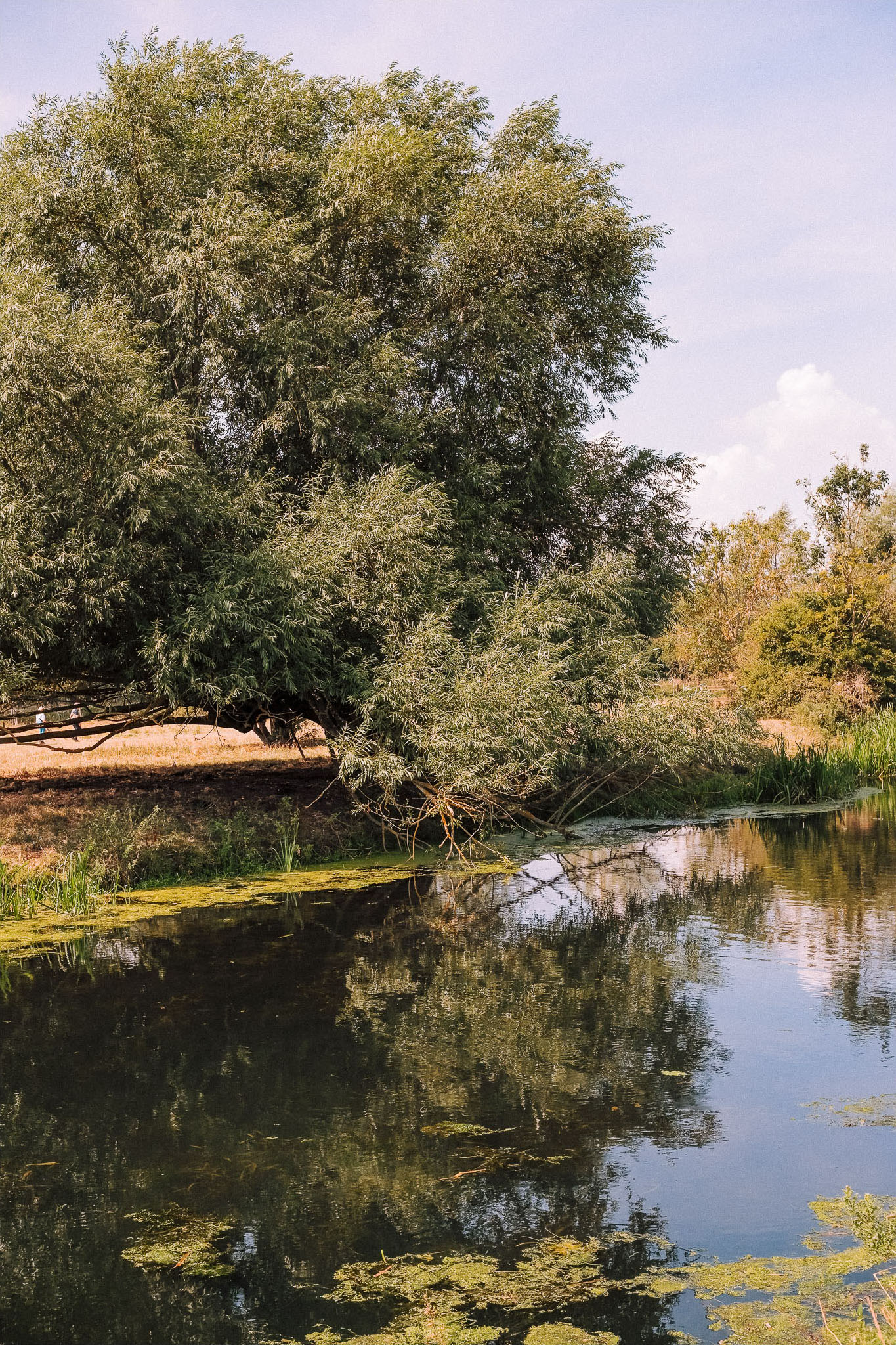 A serene landscape featuring a large tree overhanging a calm waterbody, reflecting the tree's greenery. The setting includes patches of aquatic plants and a distant view of a grassy area.