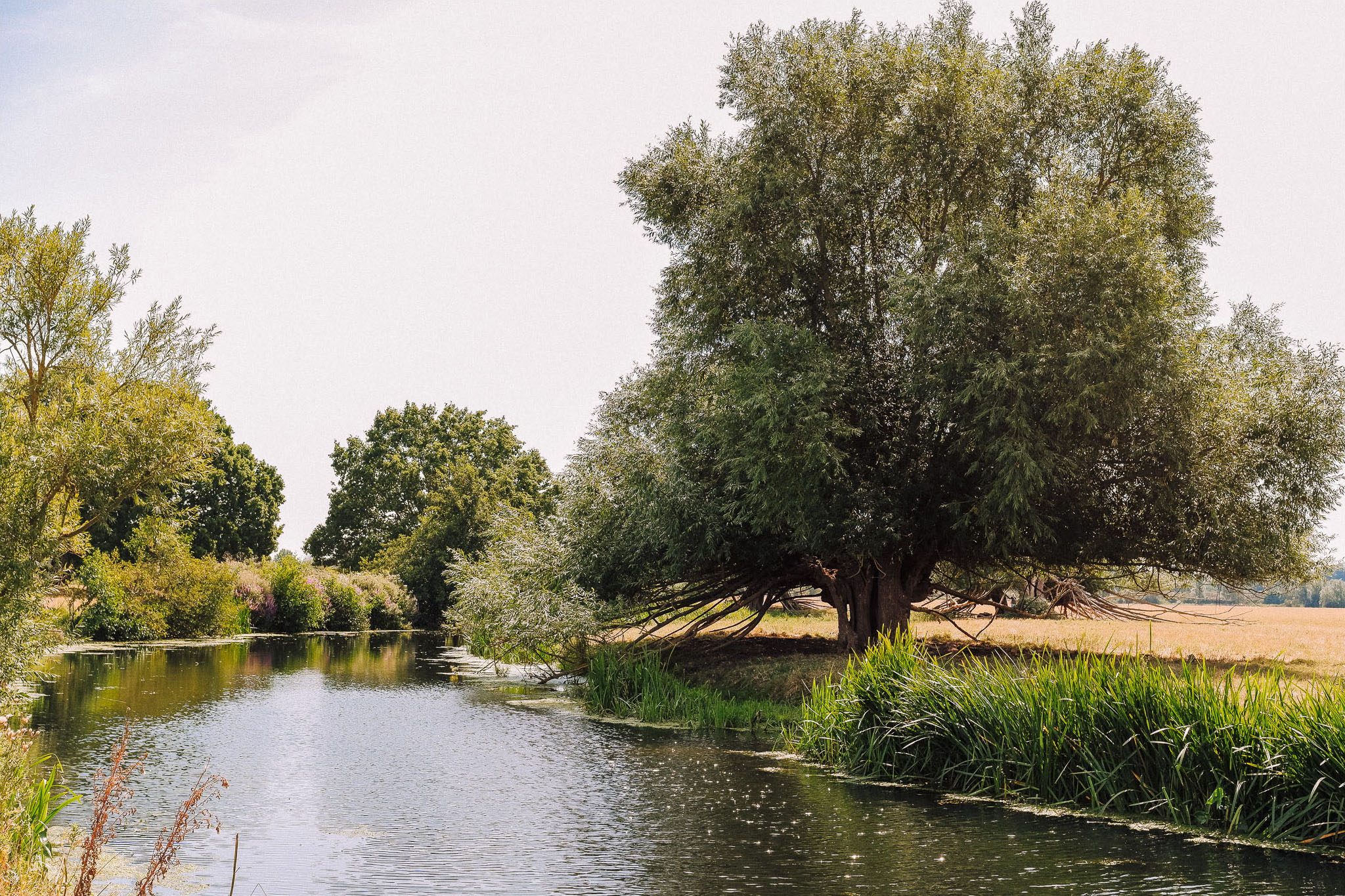 A serene riverside scene featuring a large tree with a lush canopy, along a calm waterway bordered by greenery and wildflowers, under a clear sky.