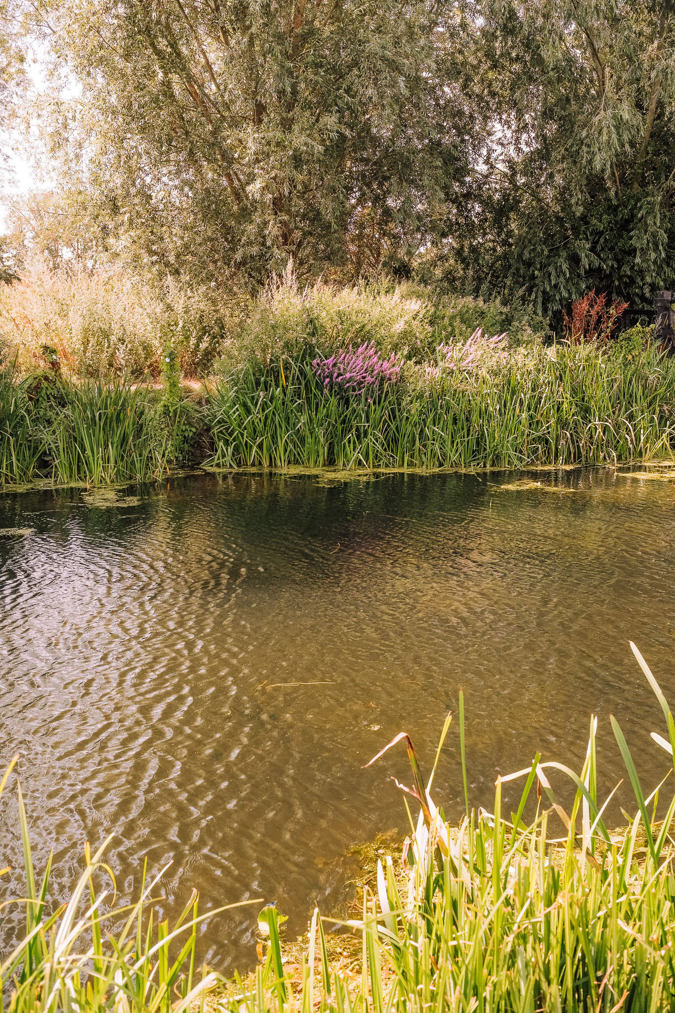 A tranquil pond surrounded by lush greenery and wildflowers, reflecting the surrounding trees in the water.