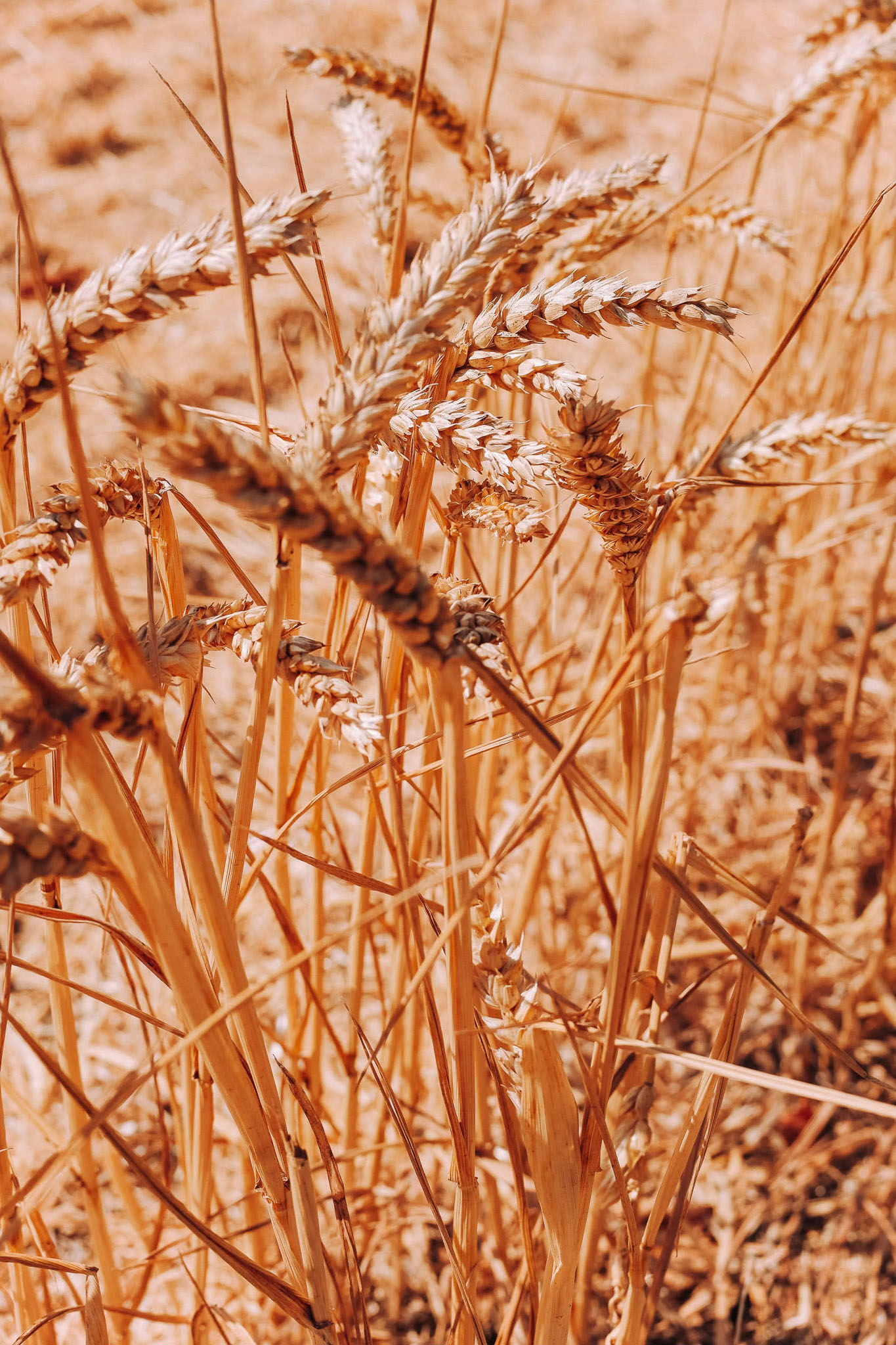 Close-up of golden wheat stalks in a field, emphasizing the texture and color of the grains.