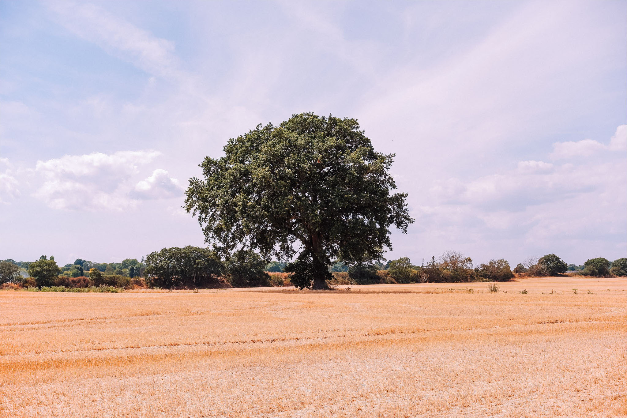 A large tree stands alone in a golden wheat field under a blue sky with wispy clouds.