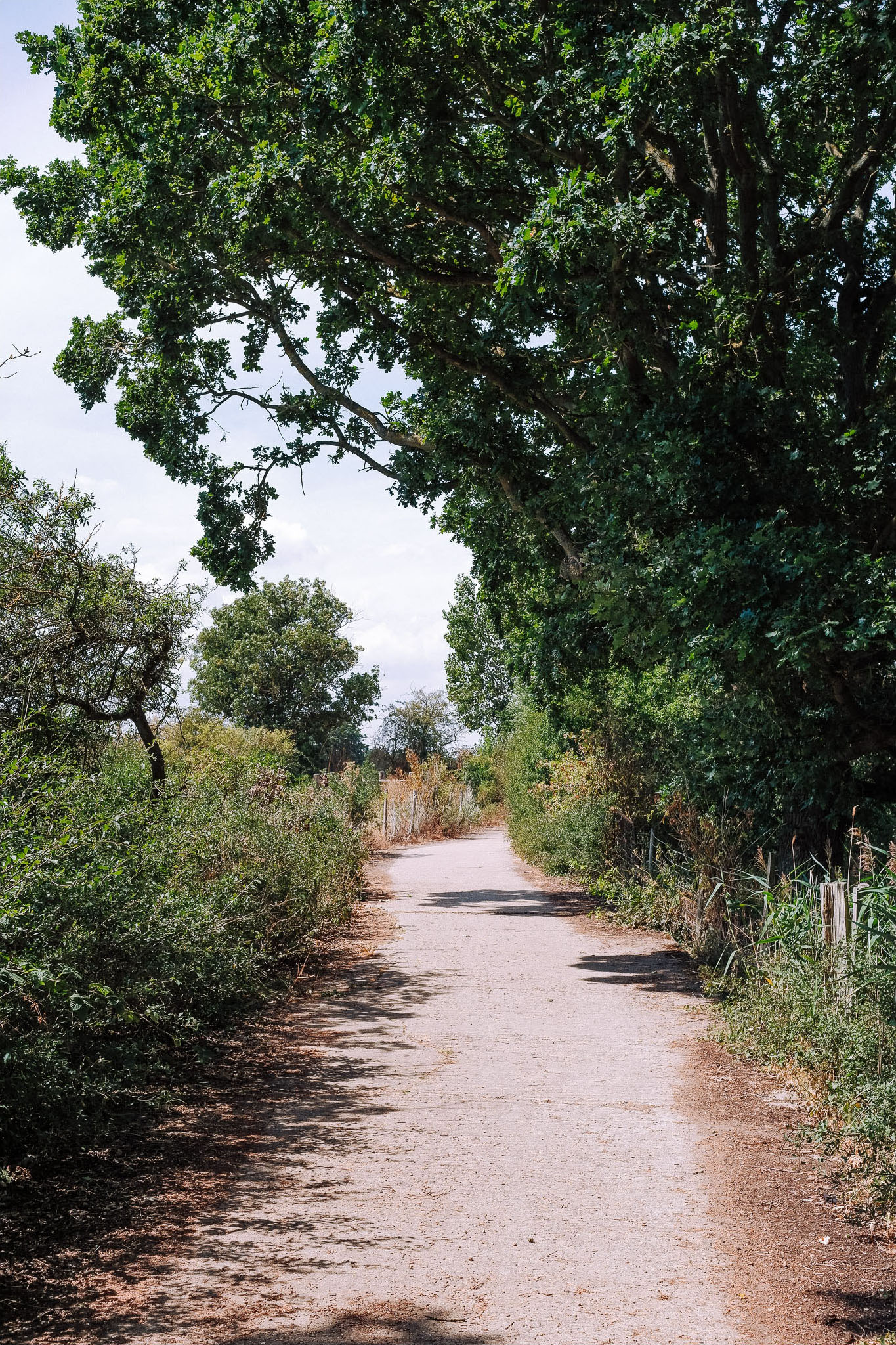 A serene path surrounded by lush greenery and trees, providing a natural walking trail under a partly cloudy sky.