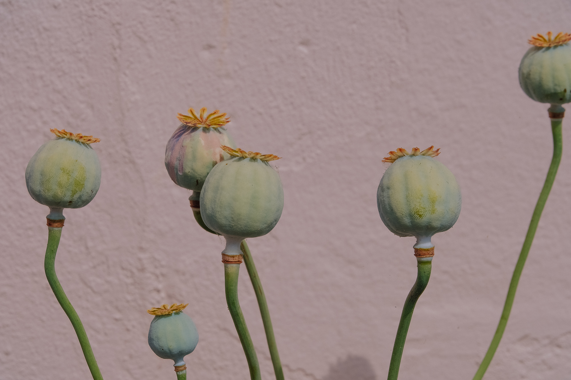 Several unripe poppy seed pods with green stems against a pink wall.