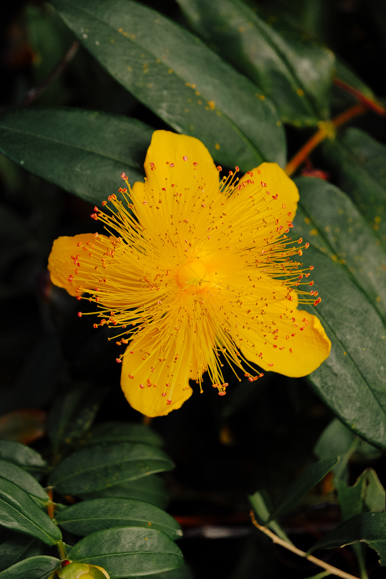 A bright yellow flower with long delicate petals and red stamens, surrounded by green leaves.
