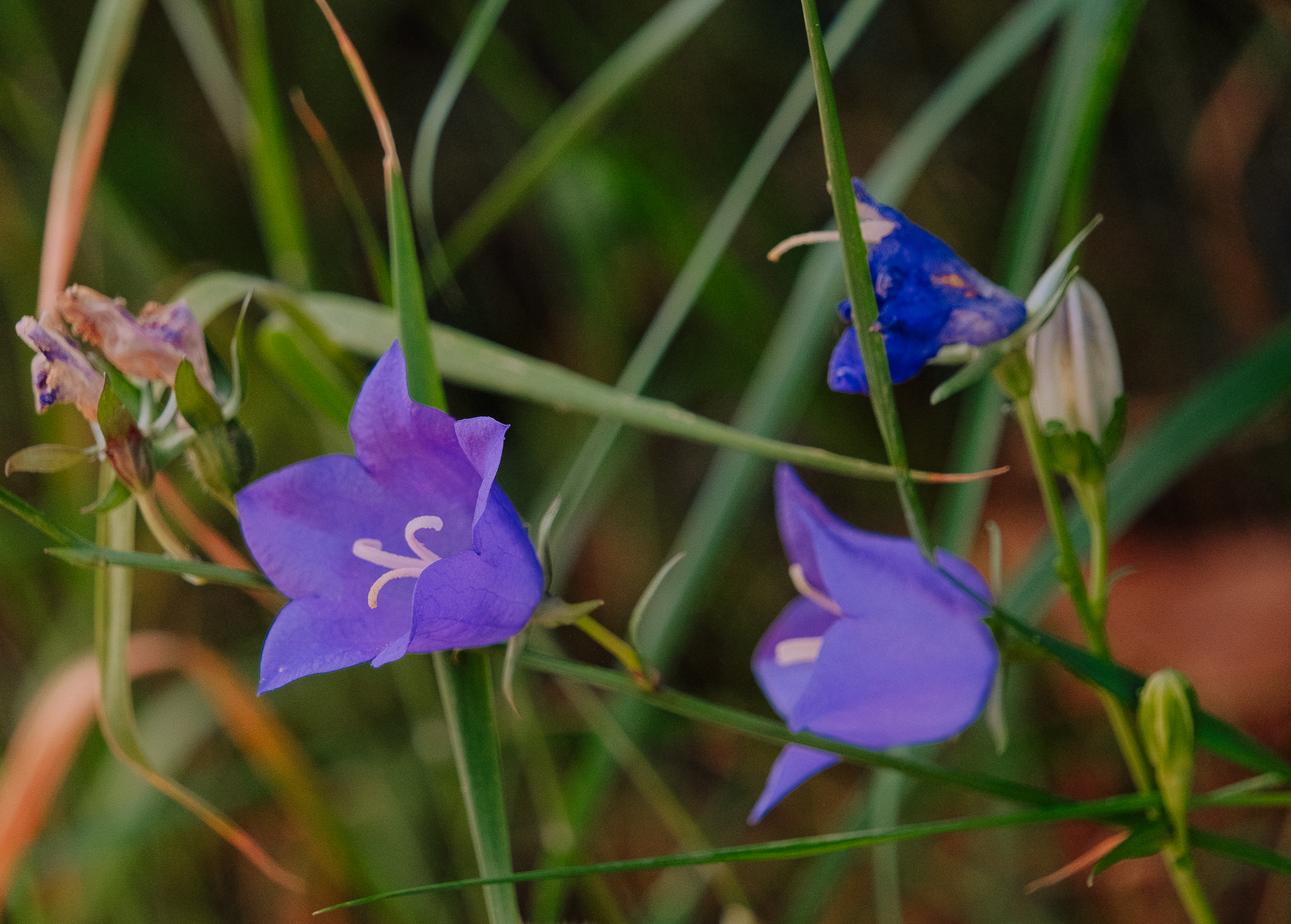 Close-up of purple and blue flowers surrounded by green grass.
