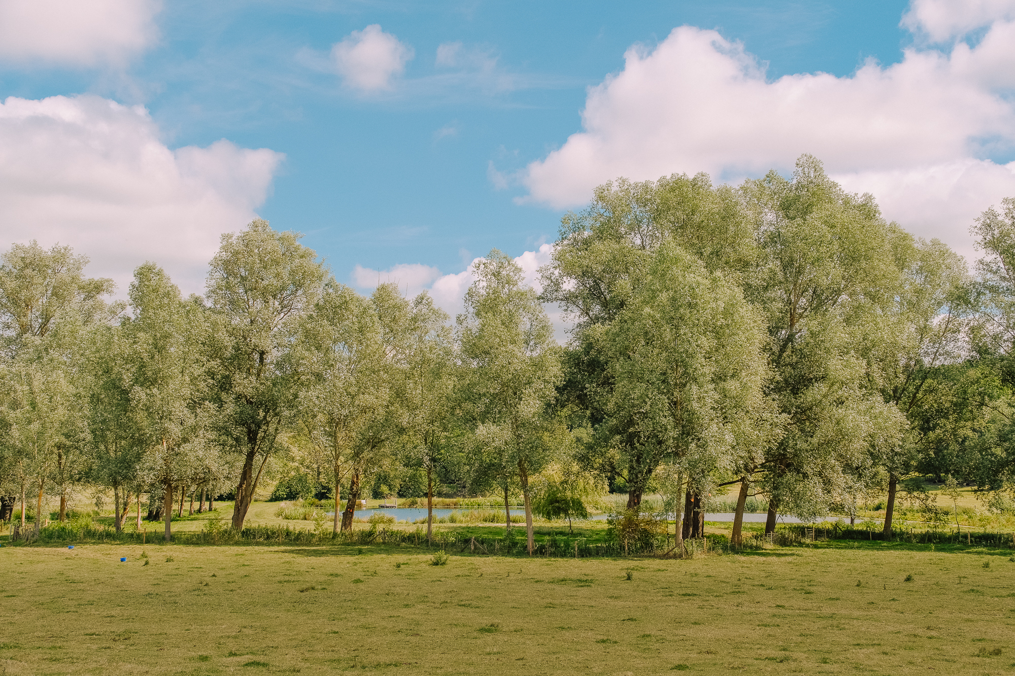 A serene landscape featuring tall green trees beside a calm pond under a blue sky with fluffy white clouds.