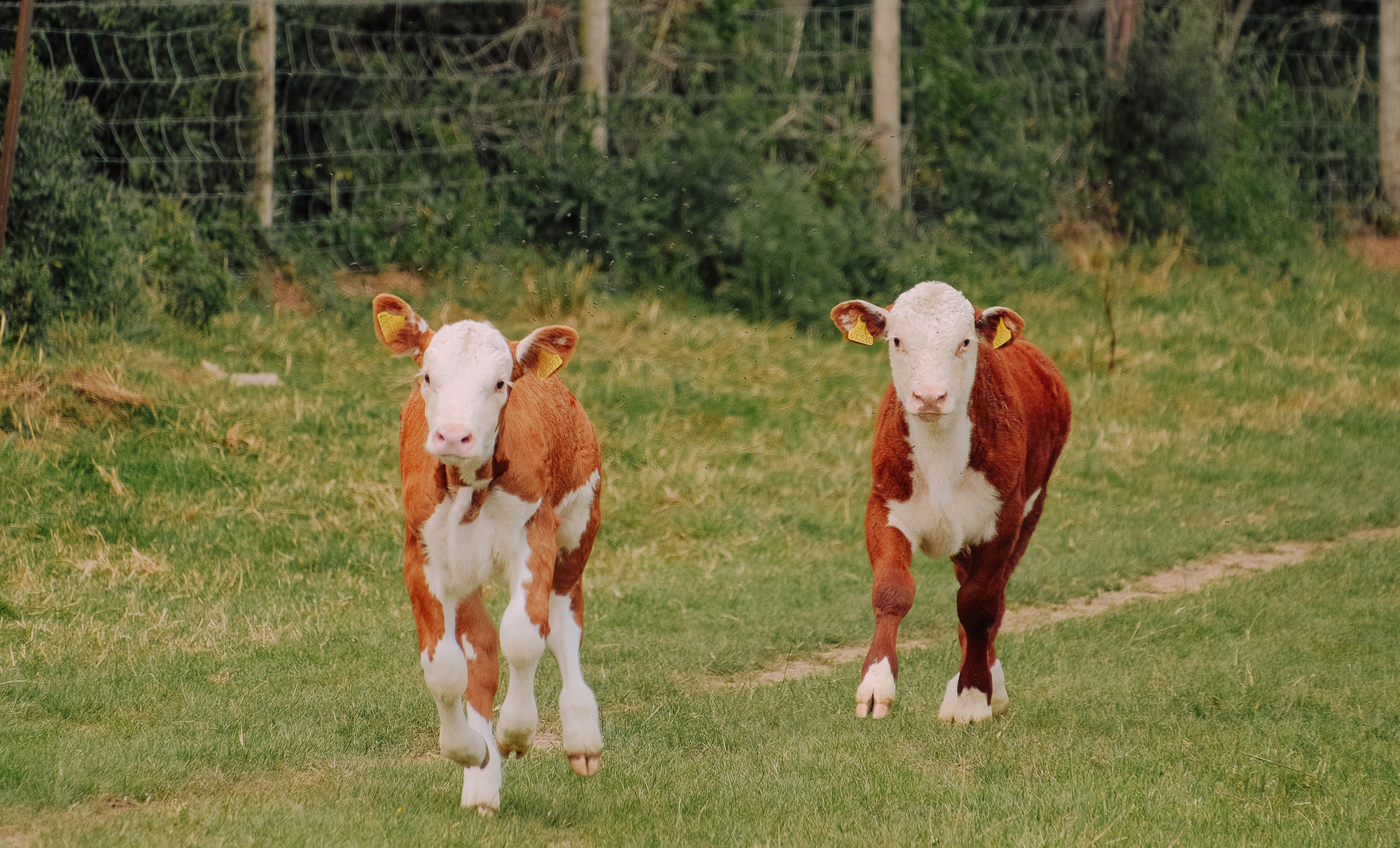 Two brown and white calves running together across a green field.