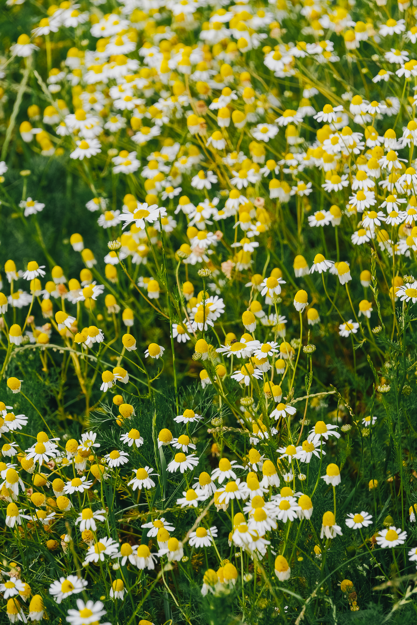 A field of chamomile flowers featuring white petals and yellow centers, surrounded by vibrant green foliage.