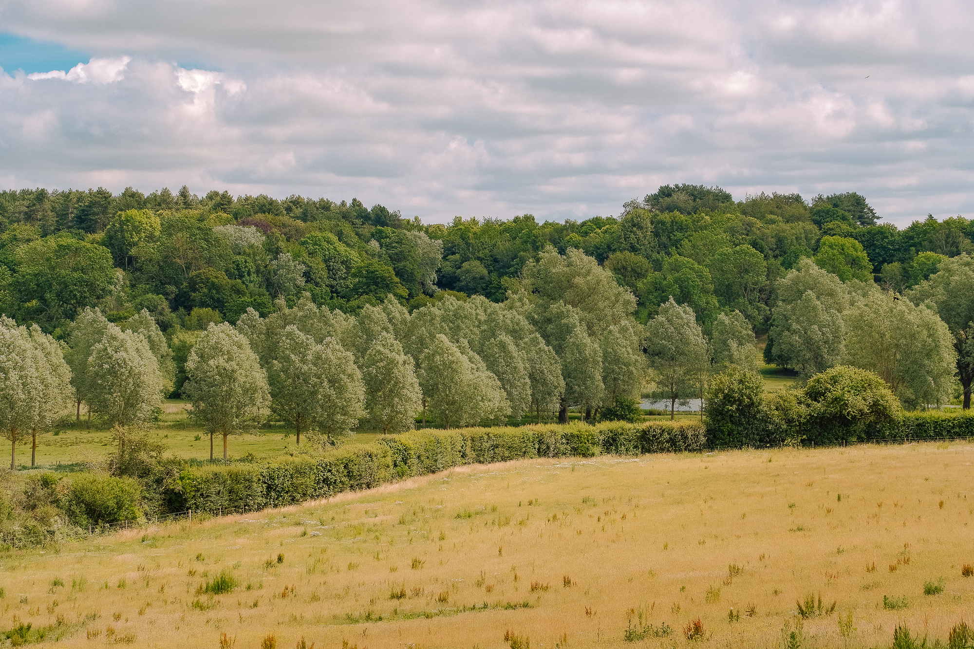 Lush green landscape featuring a mix of deciduous trees and a grassy field under a cloudy sky.
