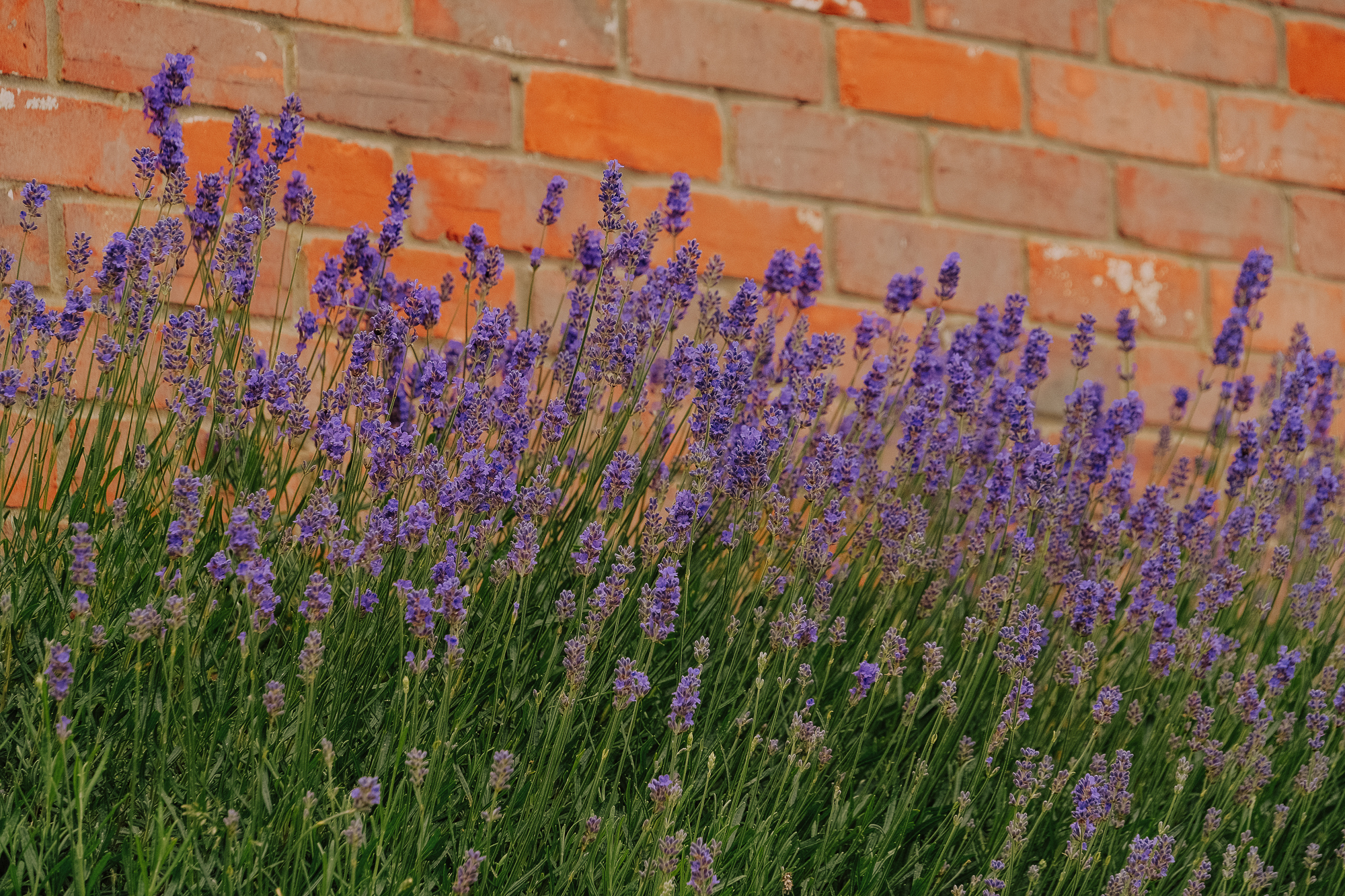 Lavender flowers growing lushly in front of a red brick wall.