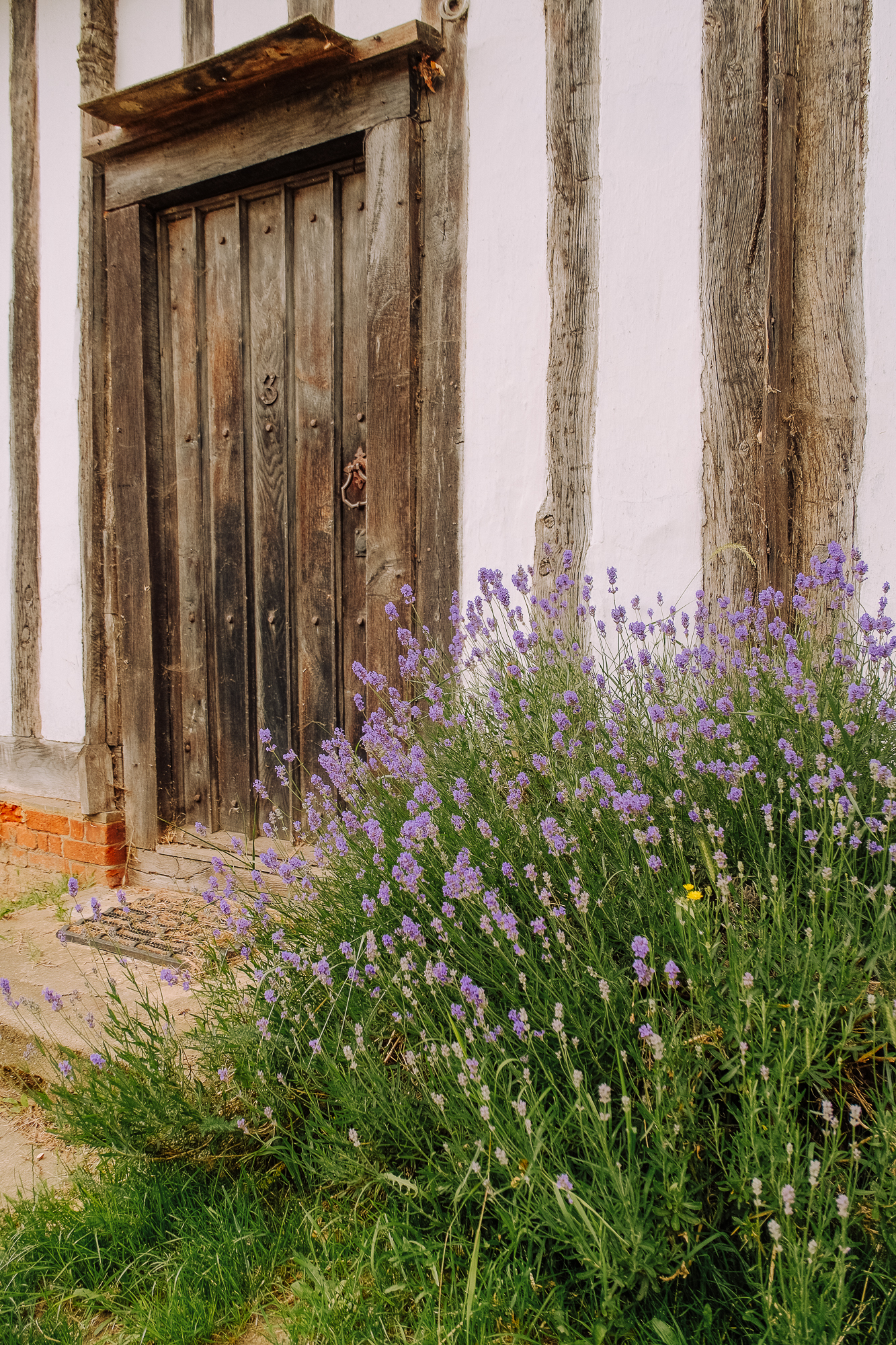 A rustic wooden door with a dark finish next to a patch of blooming lavender flowers in a garden, set against a white and timber-framed wall.