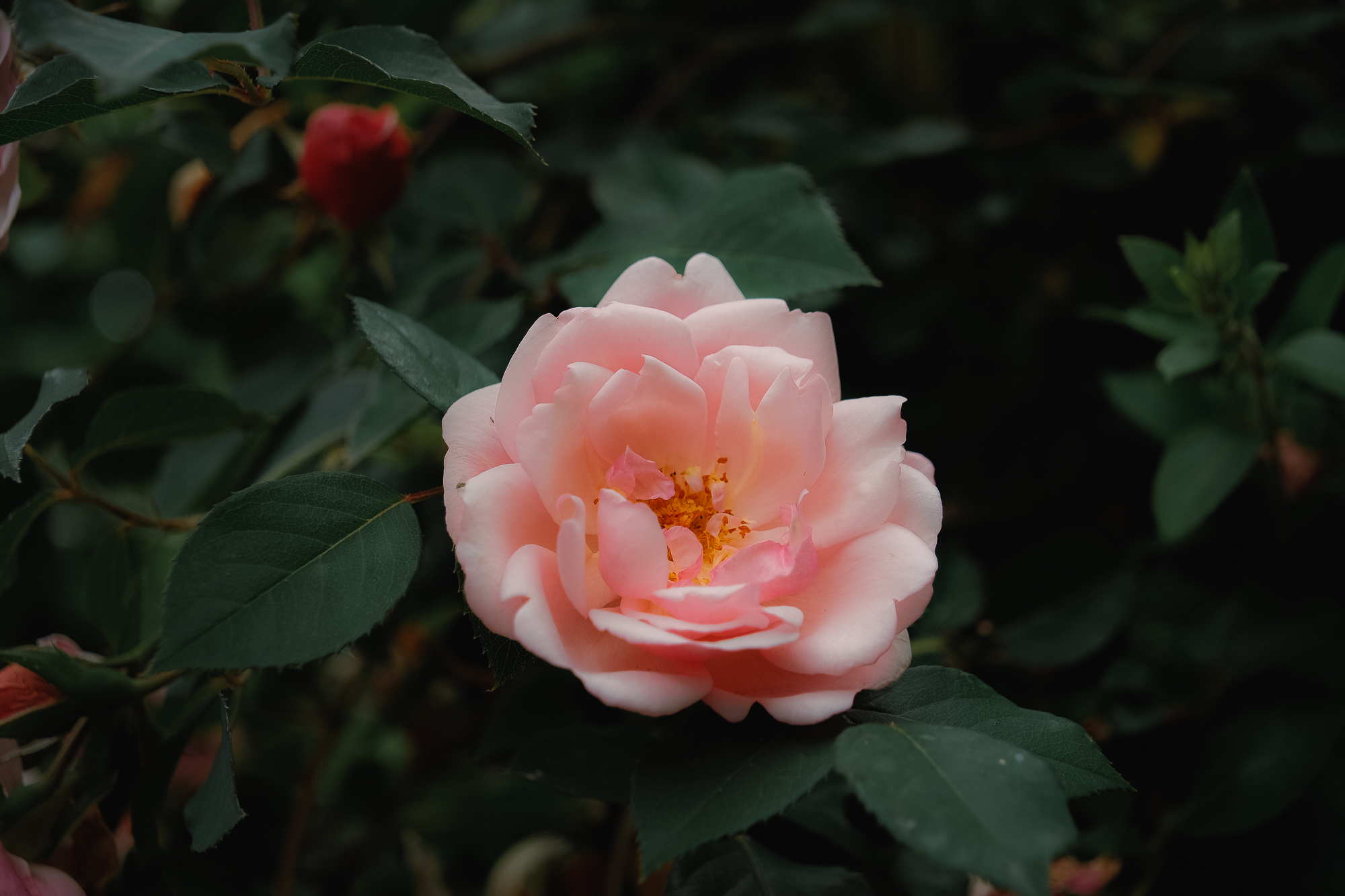 Close-up of a blooming pink flower surrounded by dark green leaves.