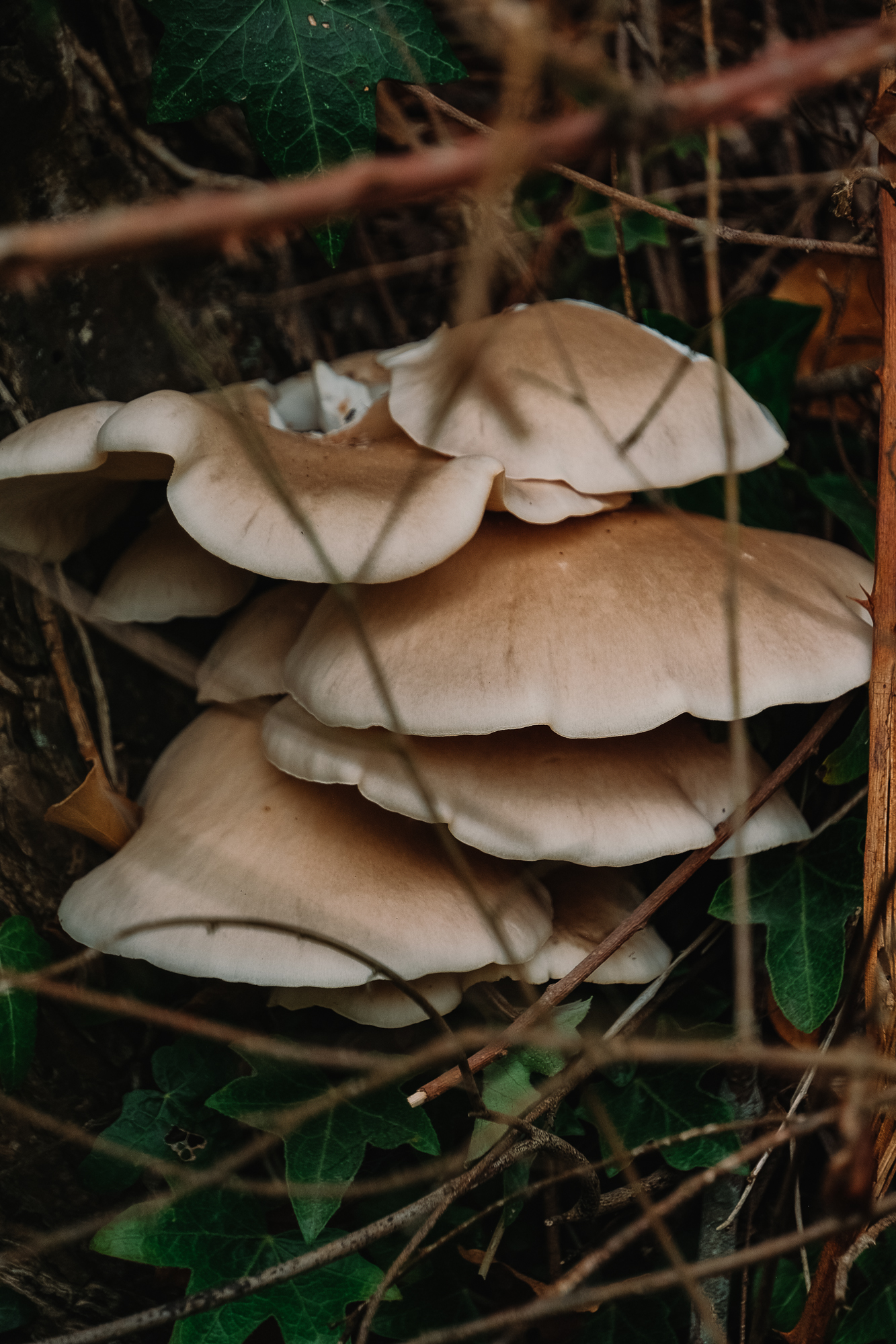 Cluster of mushrooms growing among leaves and twigs in a natural setting.