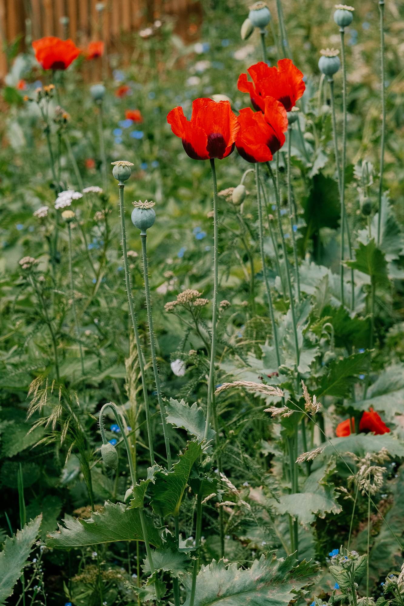 A vibrant field of red poppy flowers amidst green foliage, with small white and blue flowers scattered throughout.