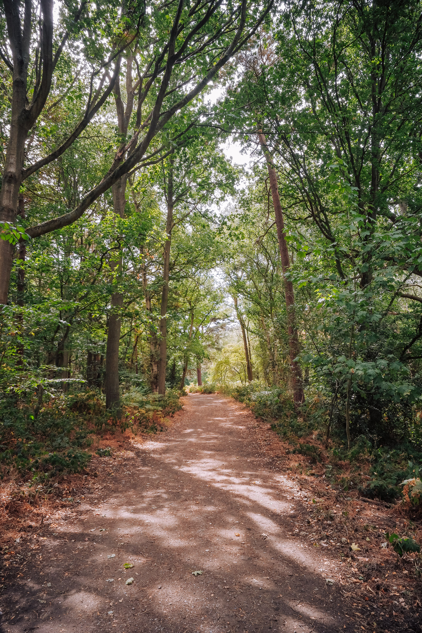 A tree-lined dirt path winding through a lush green forest, with dappled sunlight filtering through the leaves above.