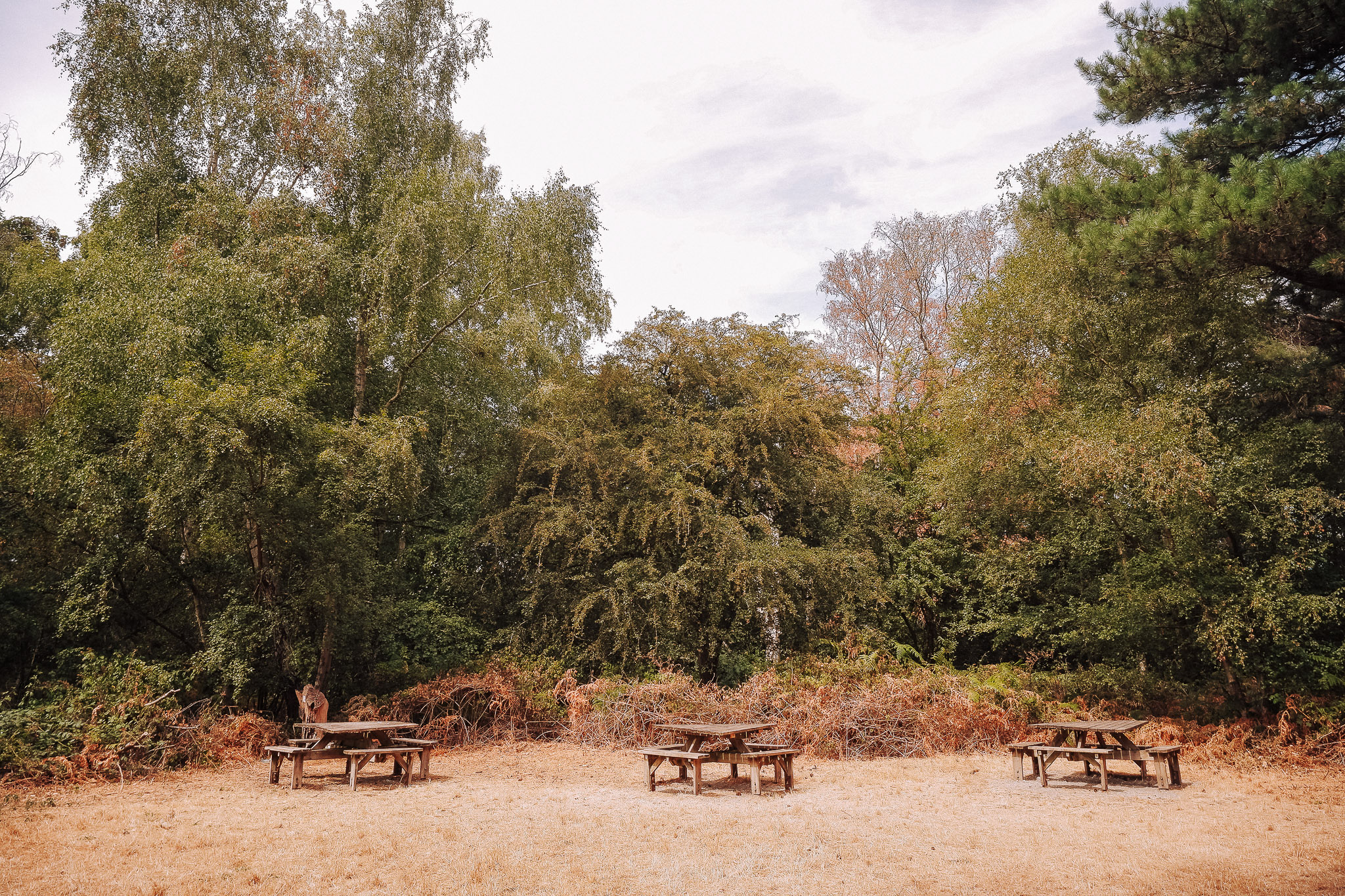A tranquil outdoor setting featuring several wooden picnic tables surrounded by lush green trees and foliage.