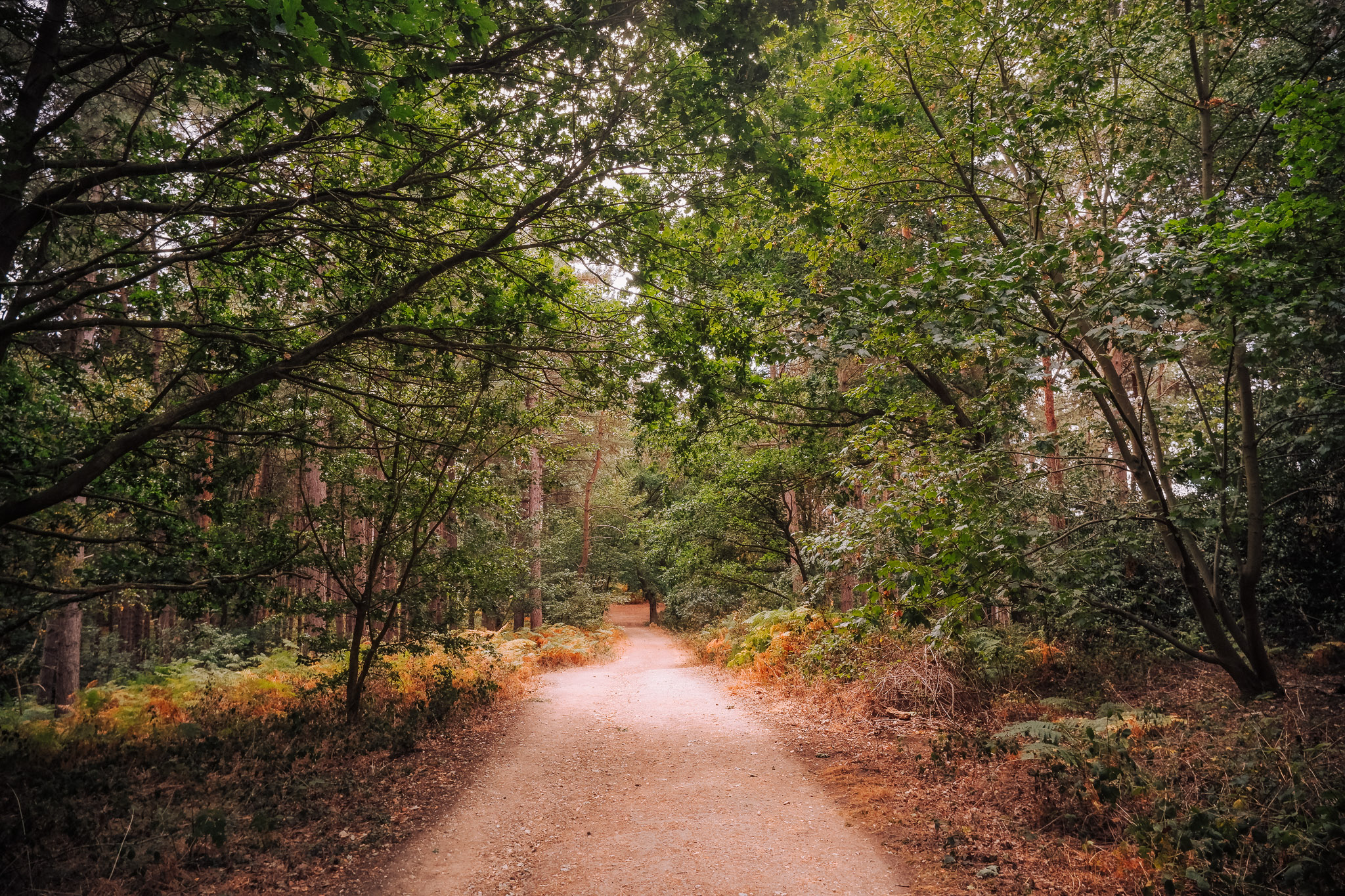 A winding dirt path through a dense forest with lush green trees and foliage on either side.