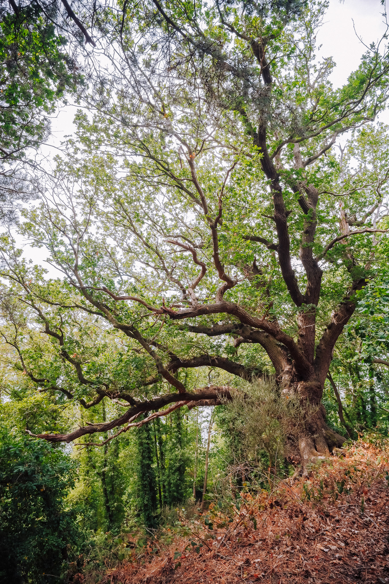 A large tree with sprawling branches and lush green leaves, surrounded by forest foliage.