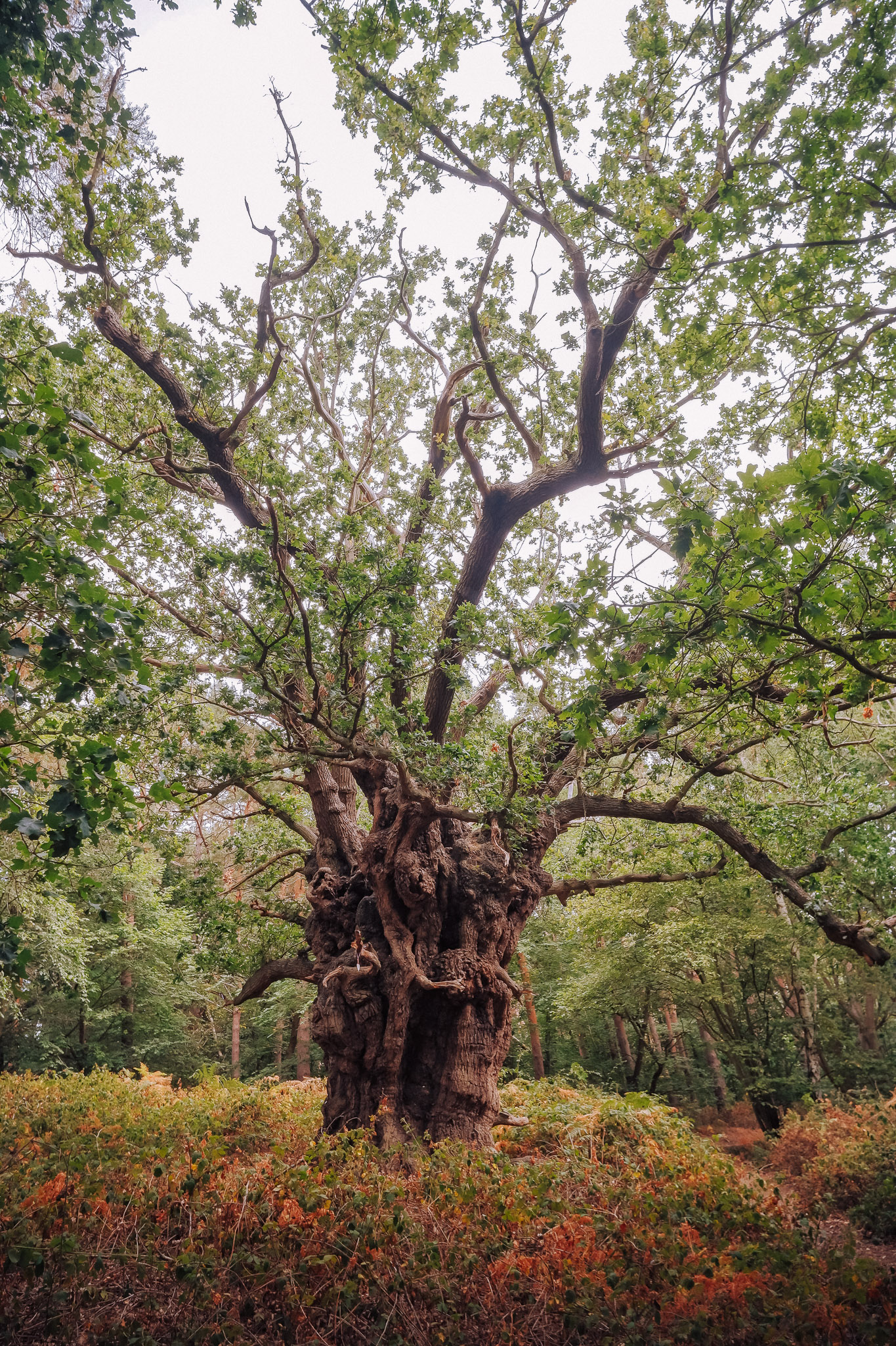 A large, gnarled tree with a thick trunk and sprawling branches, surrounded by lush green foliage and underbrush.