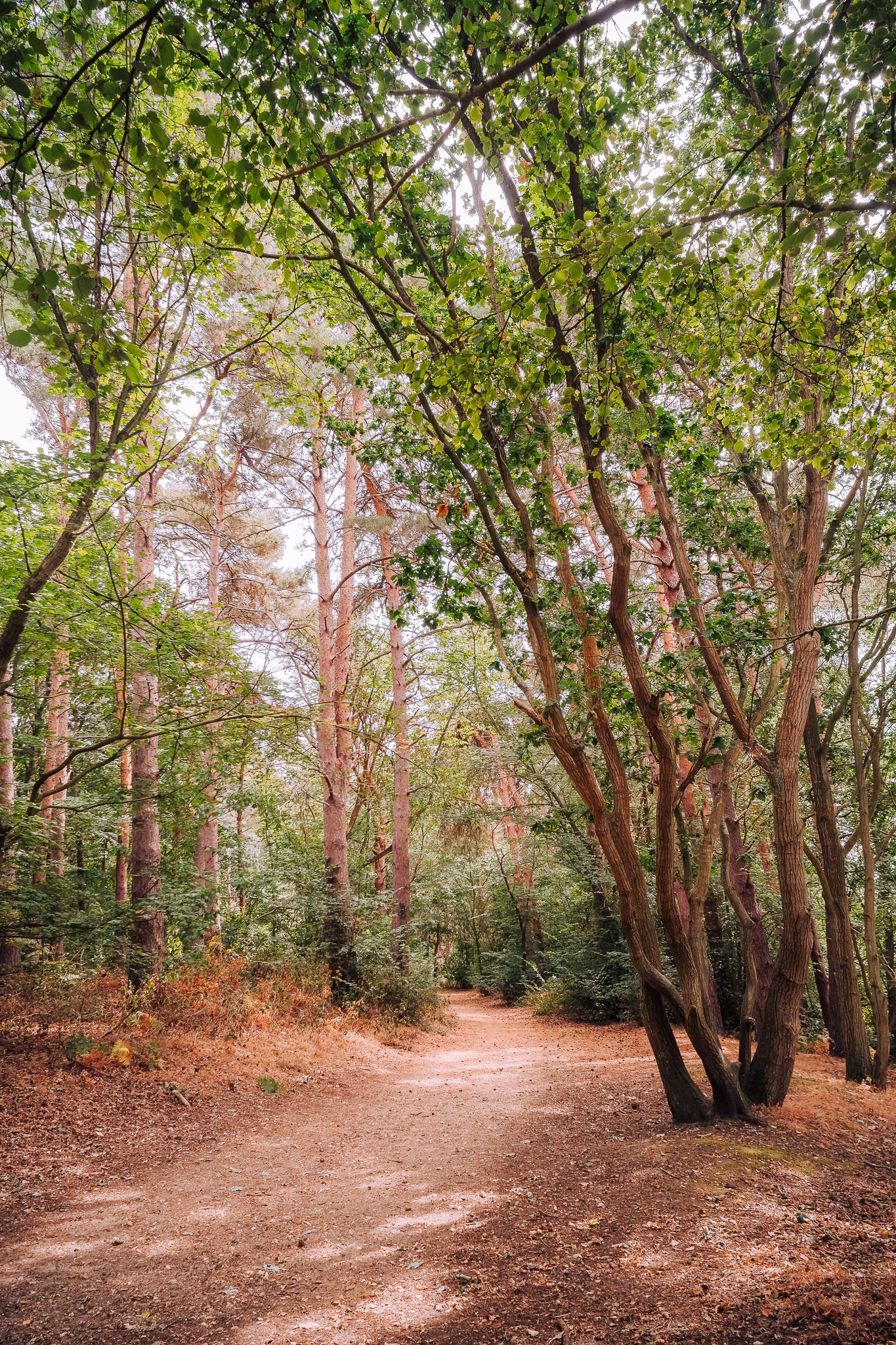 A serene forest path surrounded by tall trees and lush green foliage.