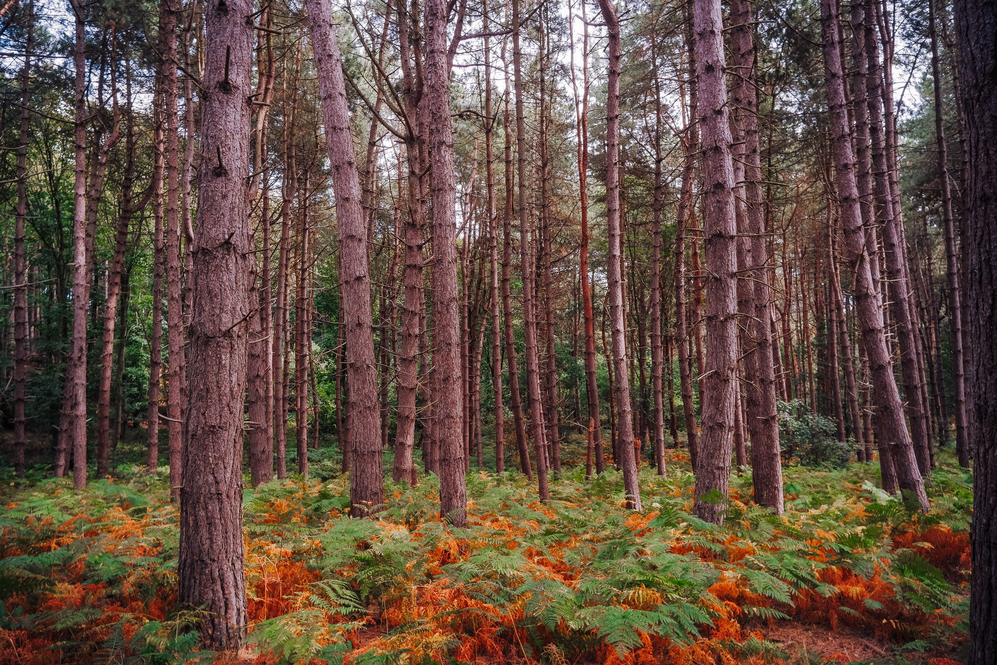 A dense forest with tall pine trees and lush green ferns mixed with orange foliage on the ground.