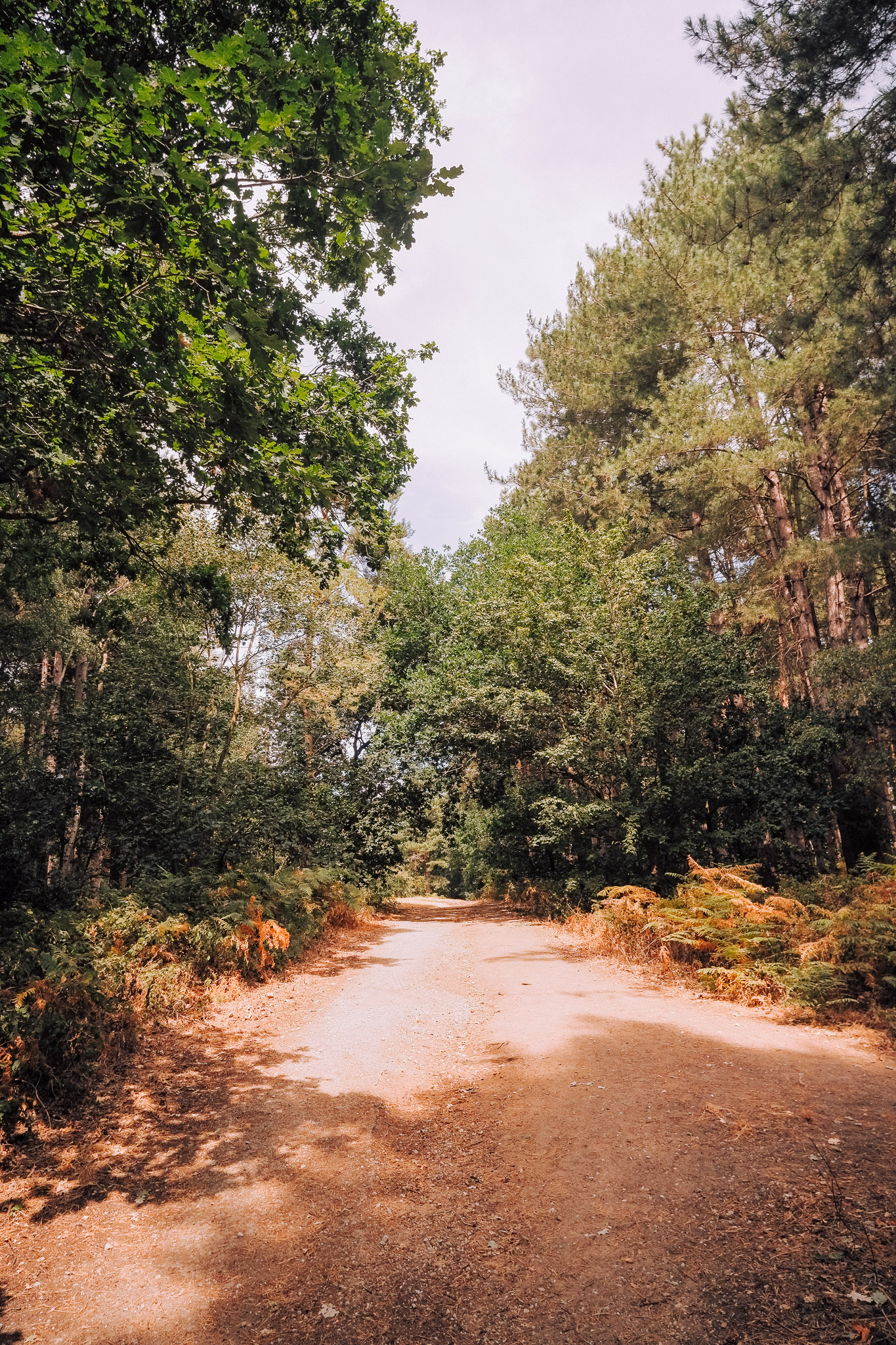 A dirt path winding through a green forest, surrounded by trees and ferns under a cloudy sky.