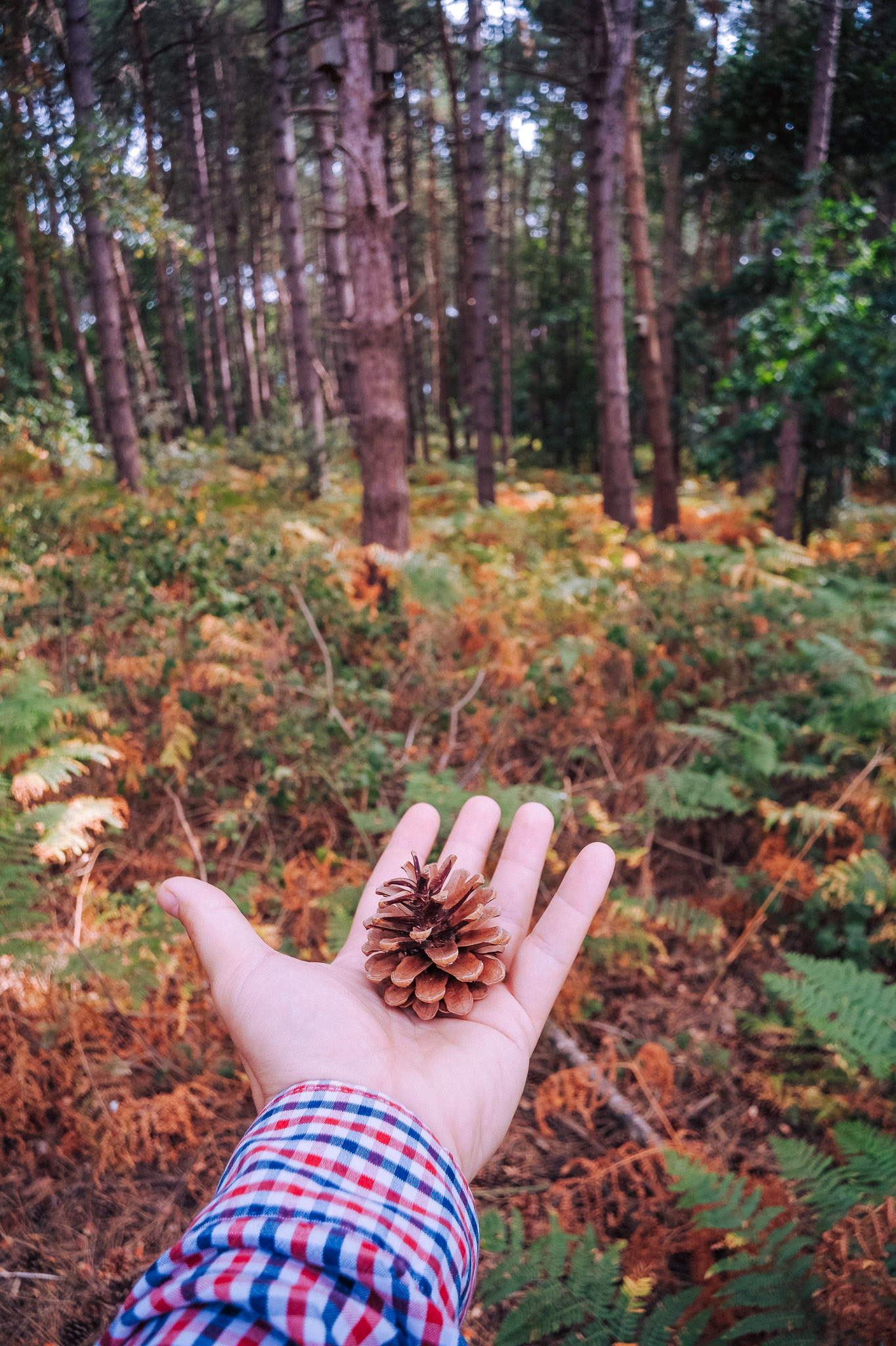 A hand holding a pine cone, surrounded by lush green ferns and tall trees in a forest.