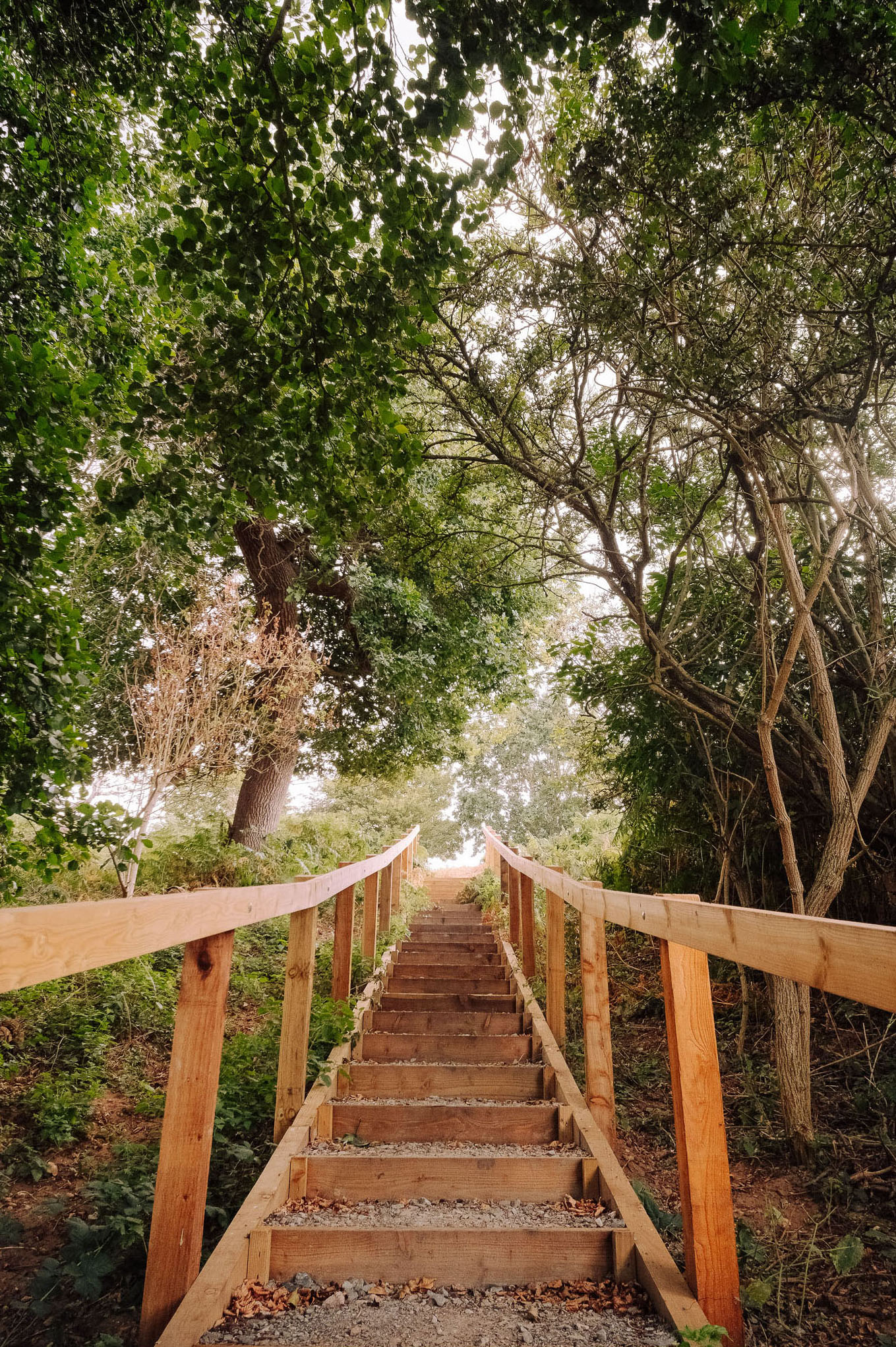 A wooden staircase leading upward through a lush green forest with trees and foliage surrounding the path.