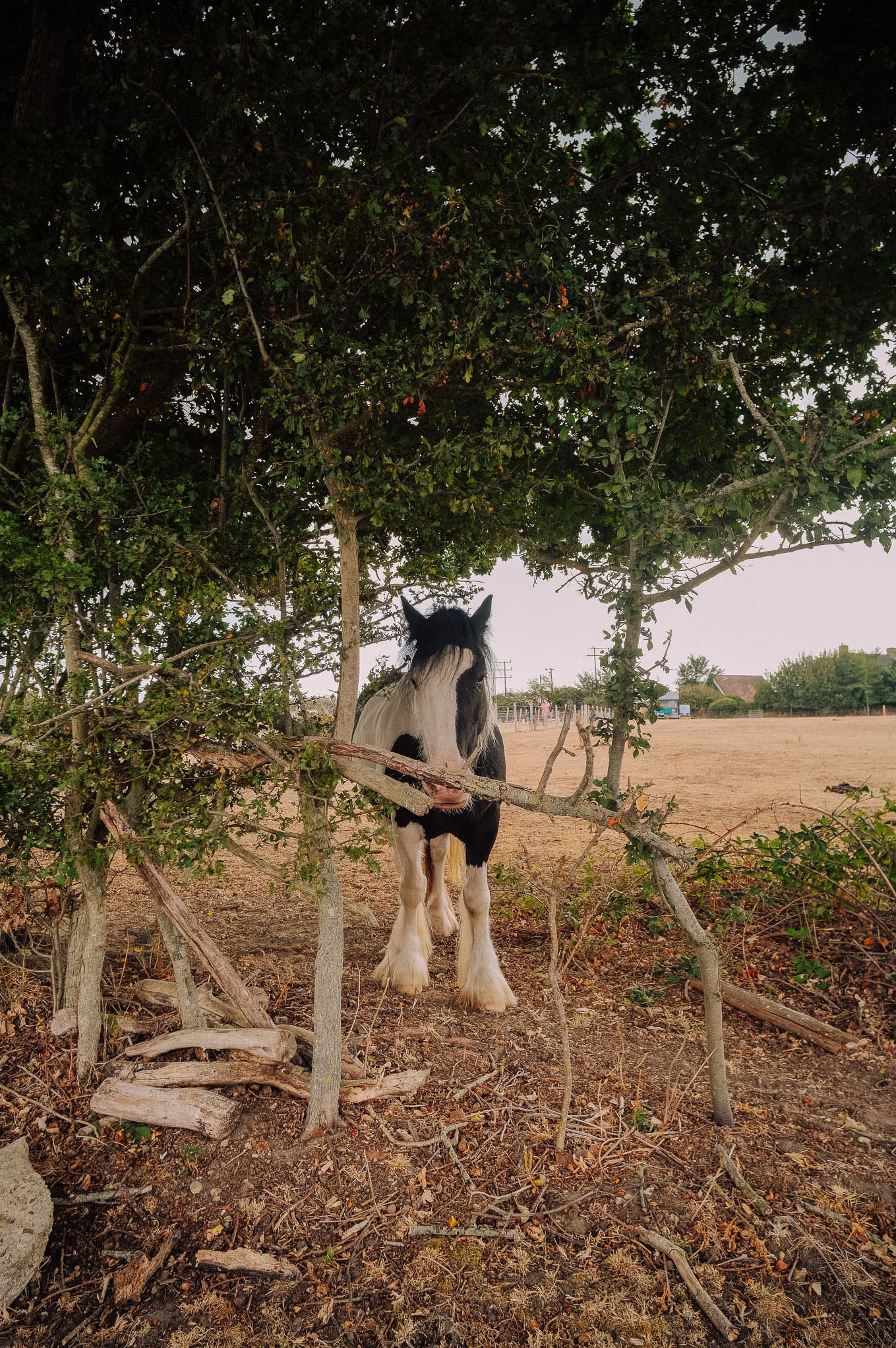 A black and white horse standing partially hidden behind trees and branches in a field.