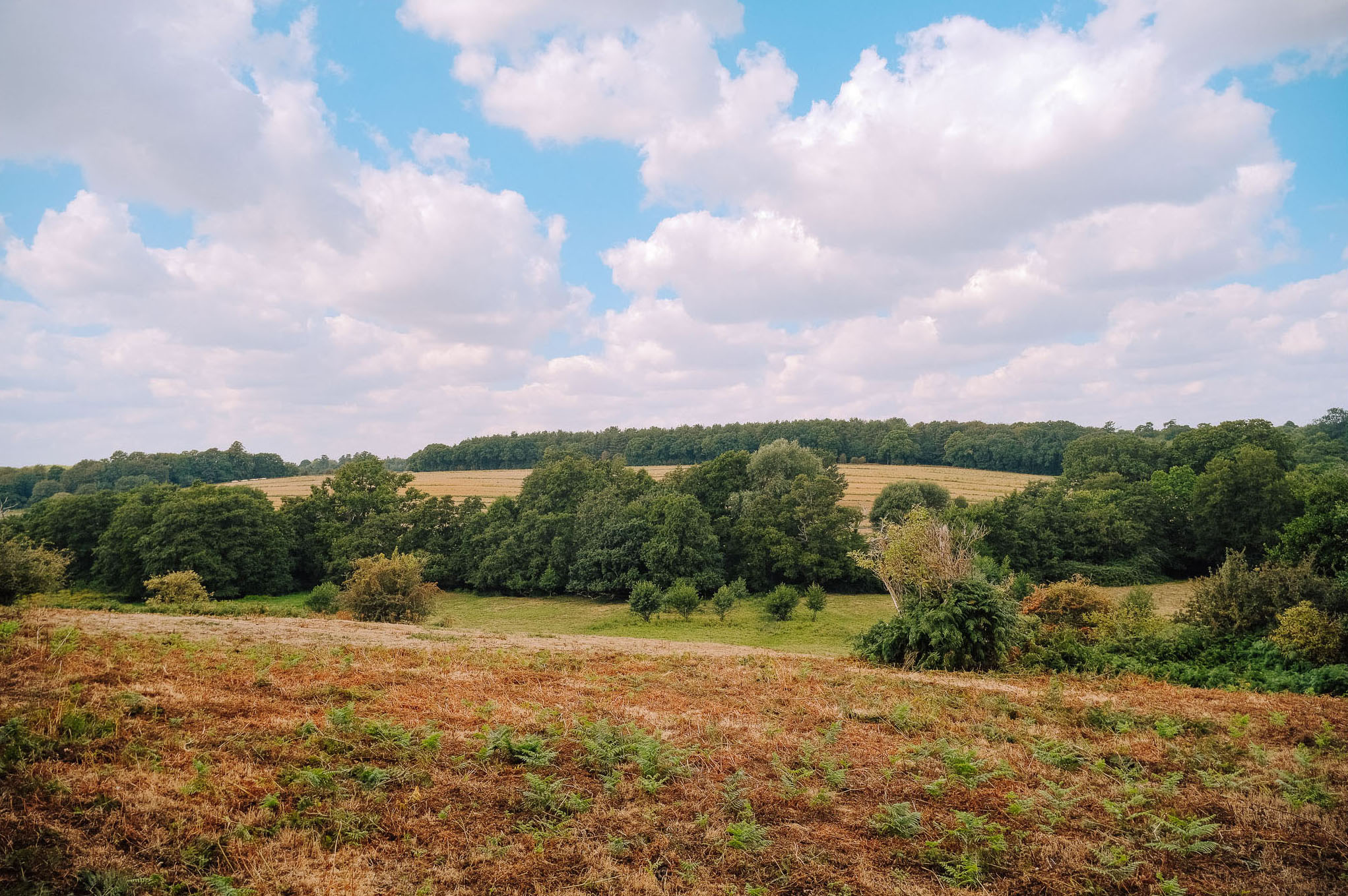 A panoramic view of a landscape featuring rolling hills, lush green trees, and a blue sky with white clouds.