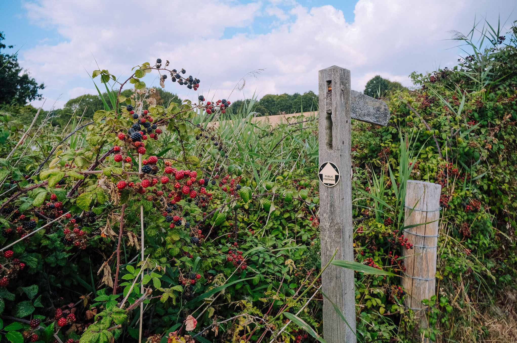 A wooden signpost indicating a public footpath, surrounded by lush greenery and brambles with red and black berries. The sky is partly cloudy.