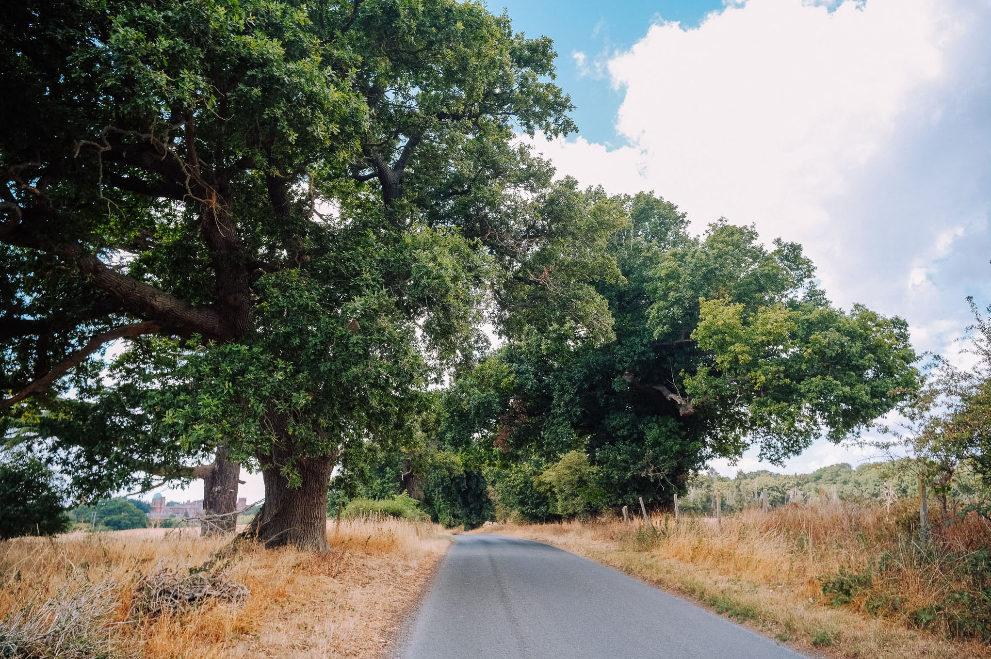 A peaceful country road lined with large trees and dry grass under a partly cloudy sky.