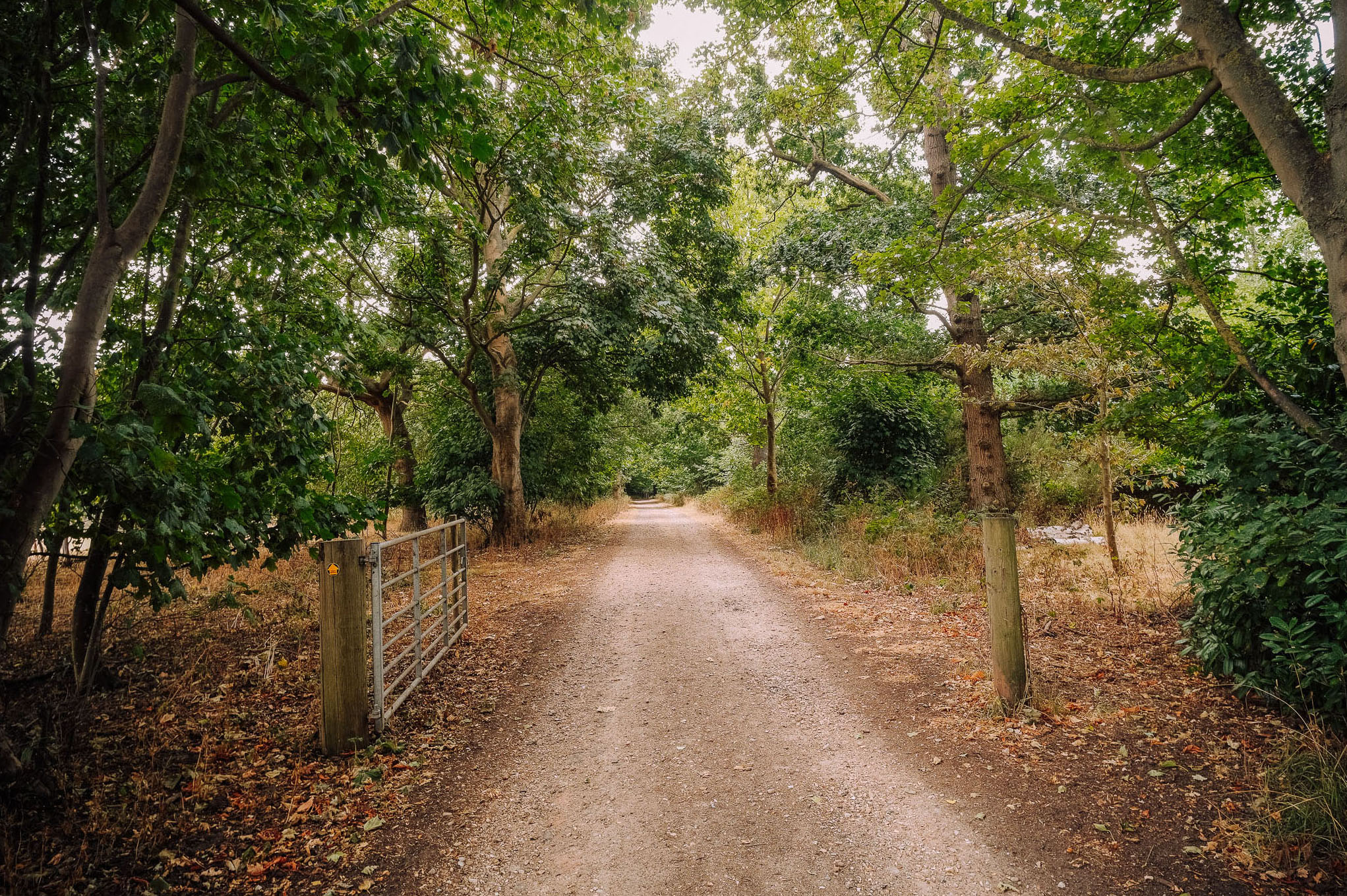 A dirt path lined with trees and greenery, leading into a forested area, with a metal gate on the left side.